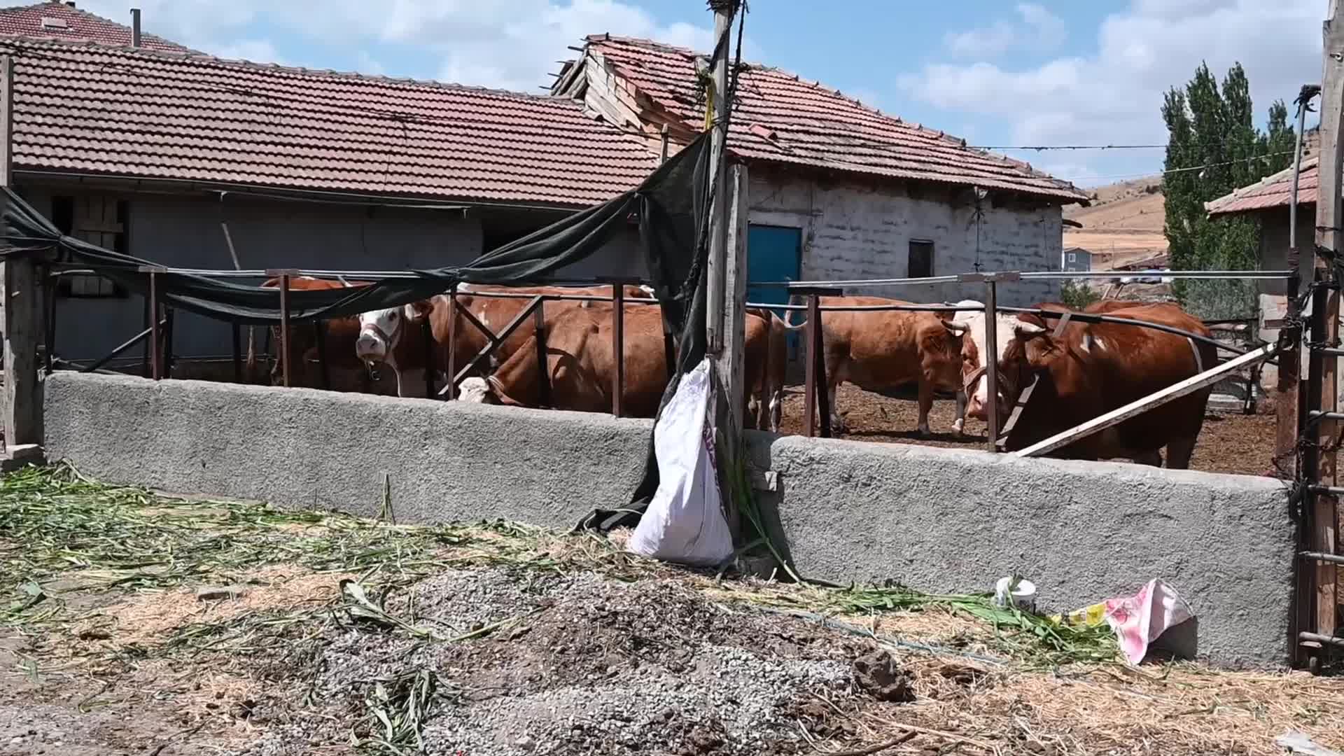 Süt üreticisinden çiğ süt fiyatına tepki: "Ne hayvanın masrafını ne de tarlanın masrafını karşılayabiliyorum"