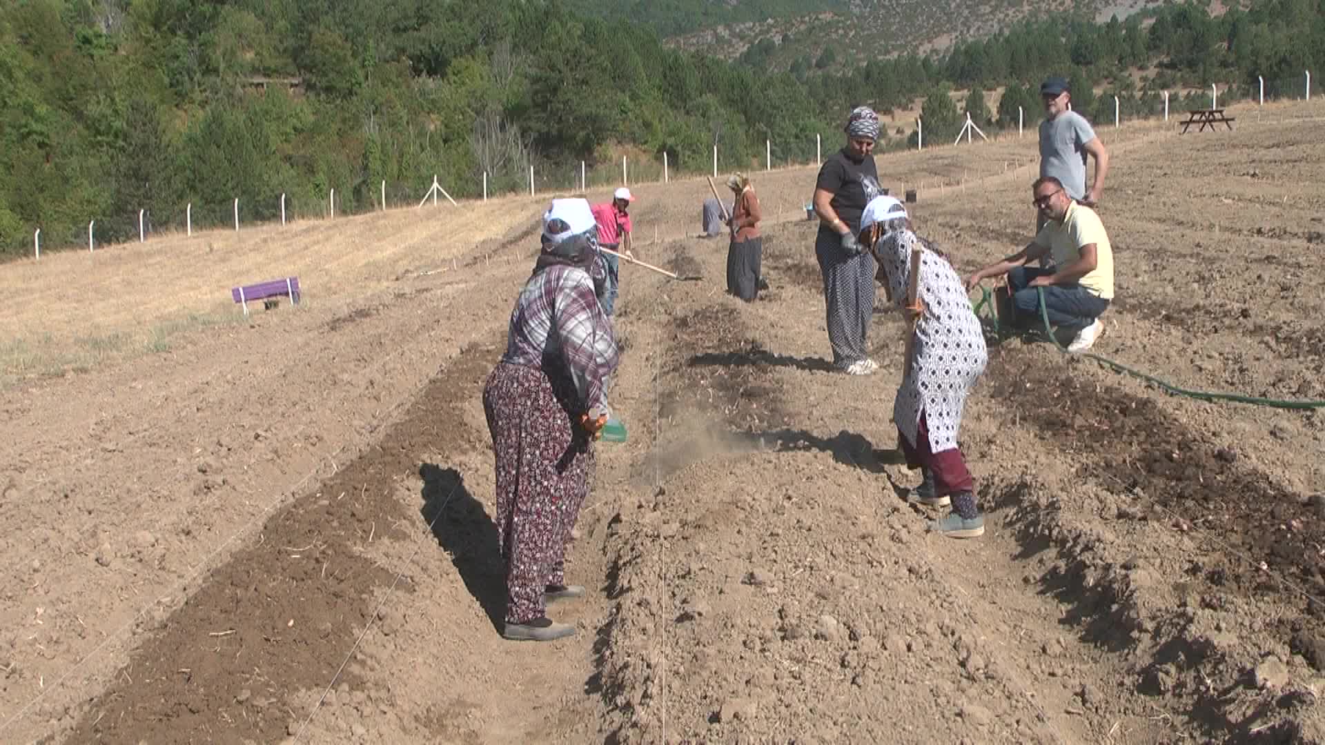 Safranbolu'da 150 bin safran soğanı toprakla buluştu