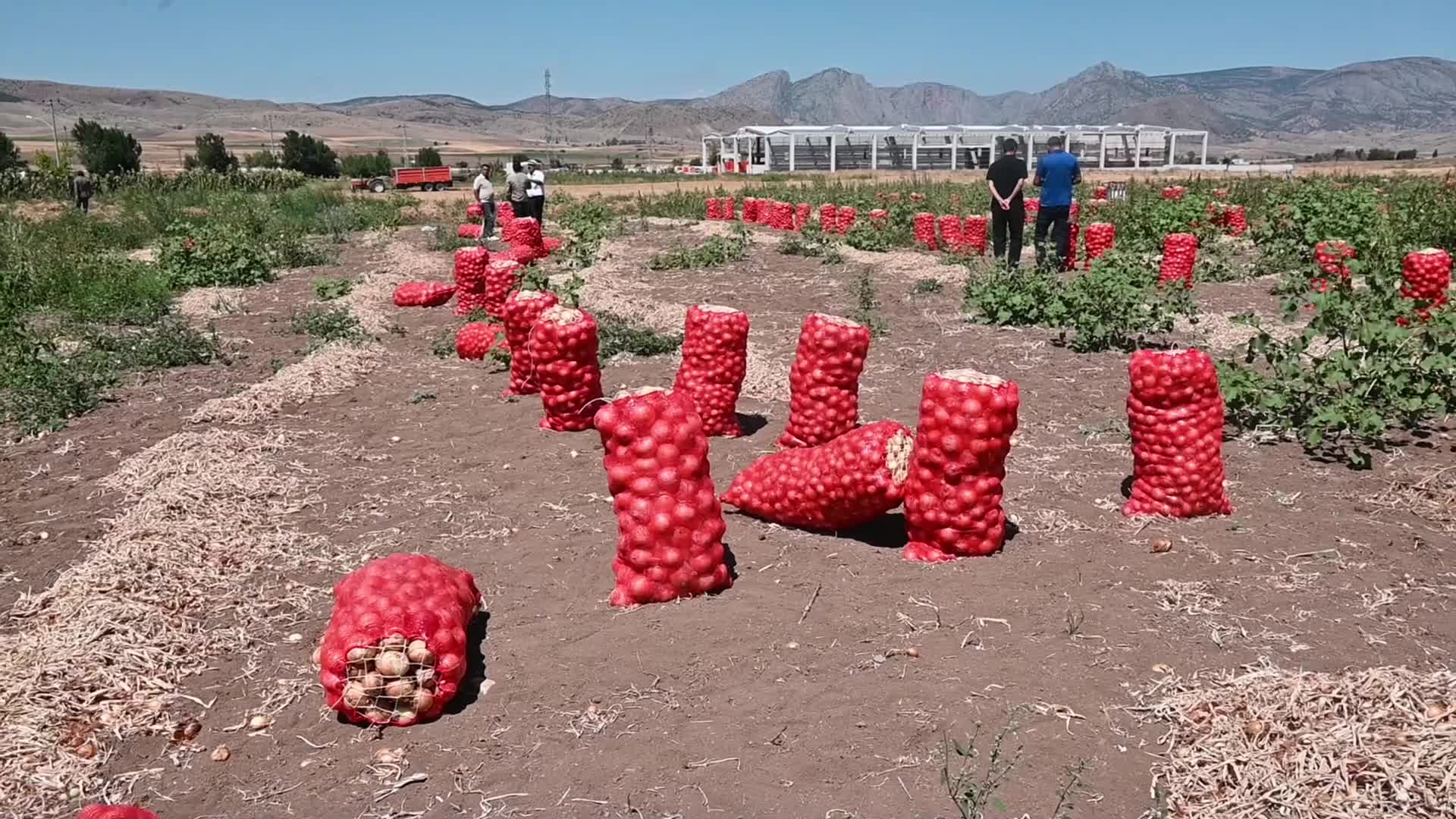 Yozgat’ta soğan patates tarlada ücretsiz dağıtılmaya başlandı