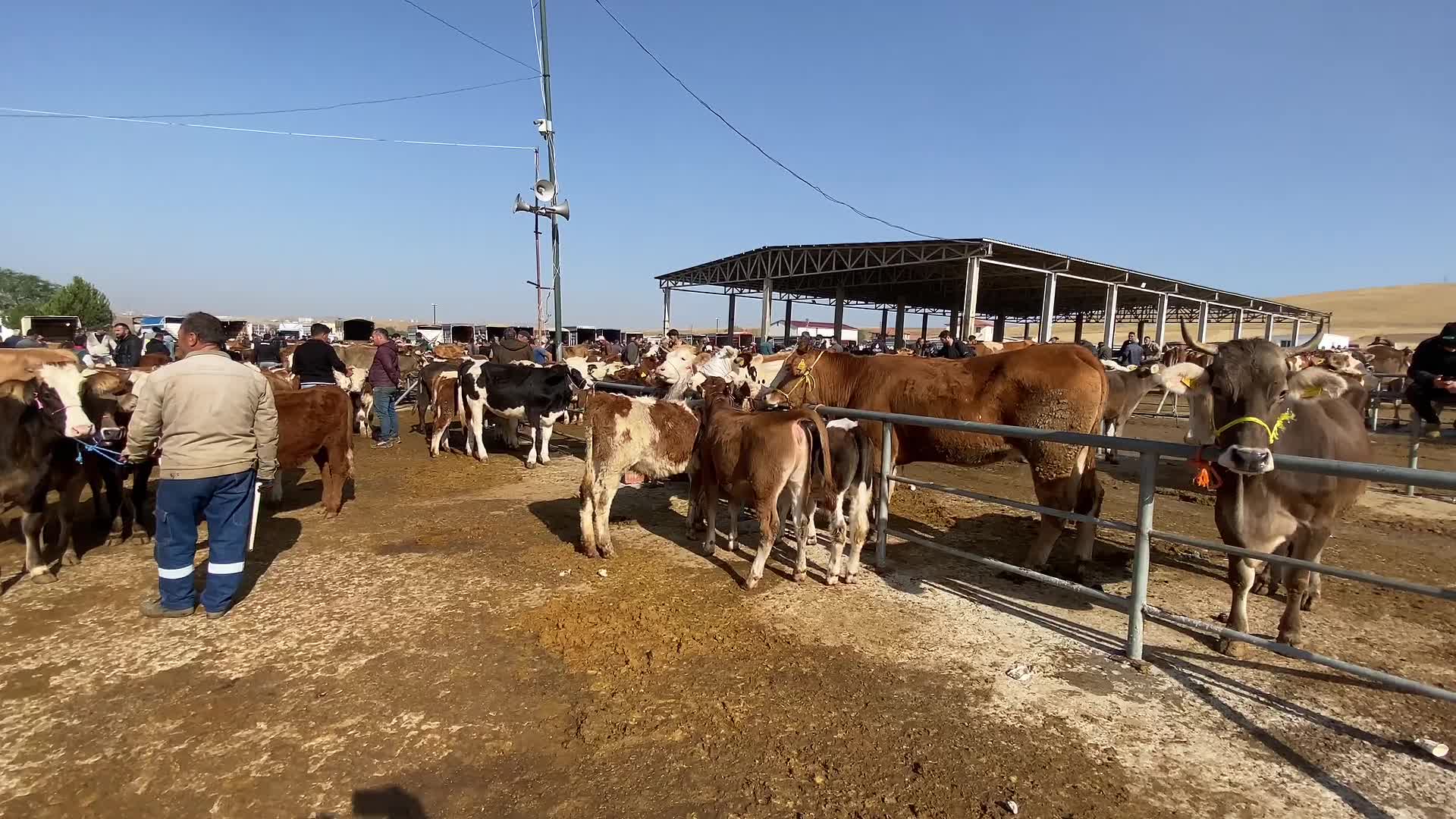 Hayvan pazarlarının kapalı olması besicileri zor durumda bıraktı