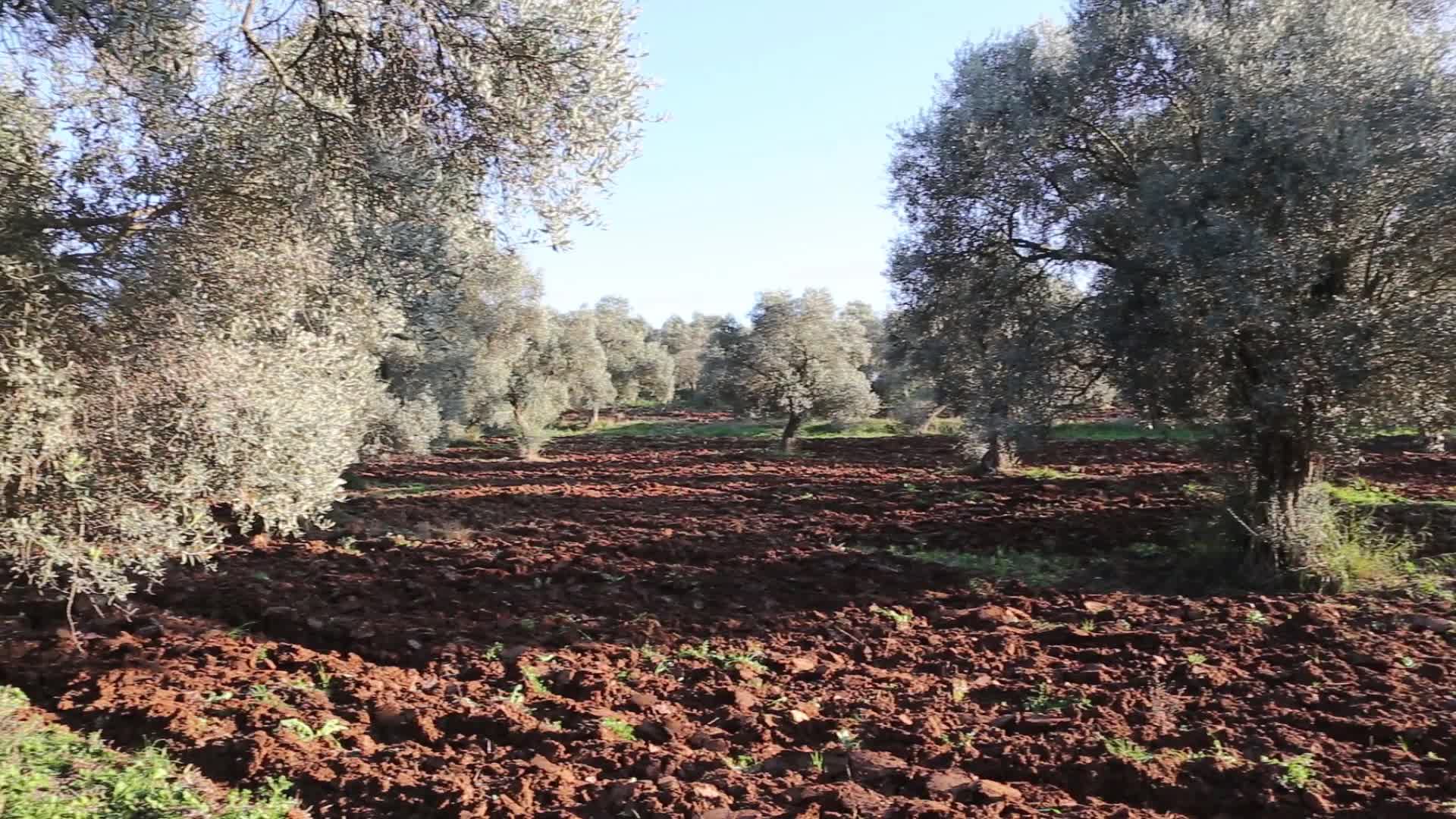 BODRUM BELEDİYE BAŞKANI ARAS:"KIRSALDA ÜRETİP KIYIDA TÜKETECEĞİZ"