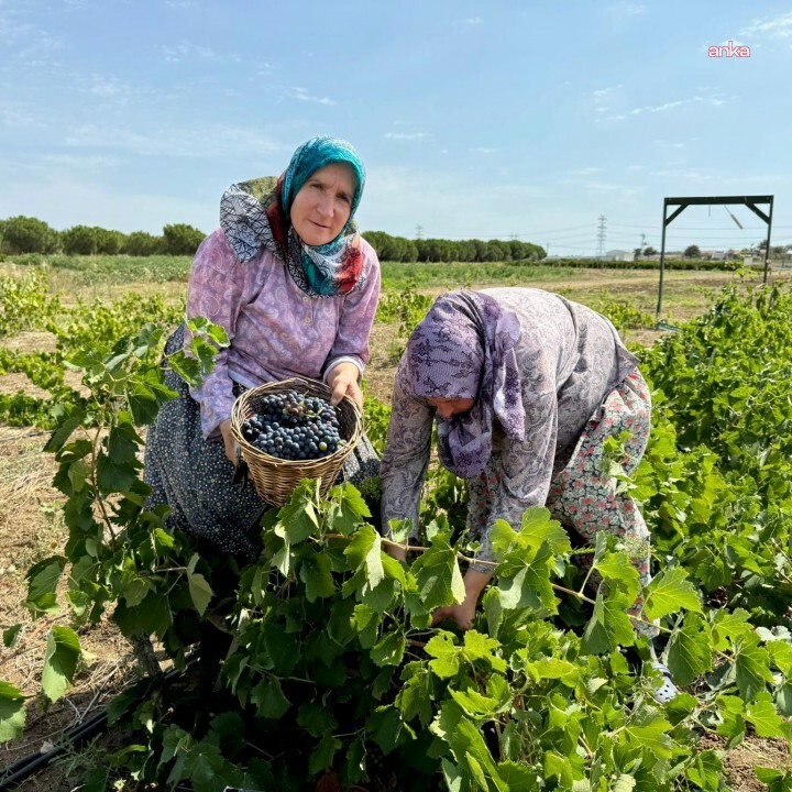 Silivri Tarımsal Üretim ve Araştırma Merkezi’nde yetişen üzümler hasat edildi