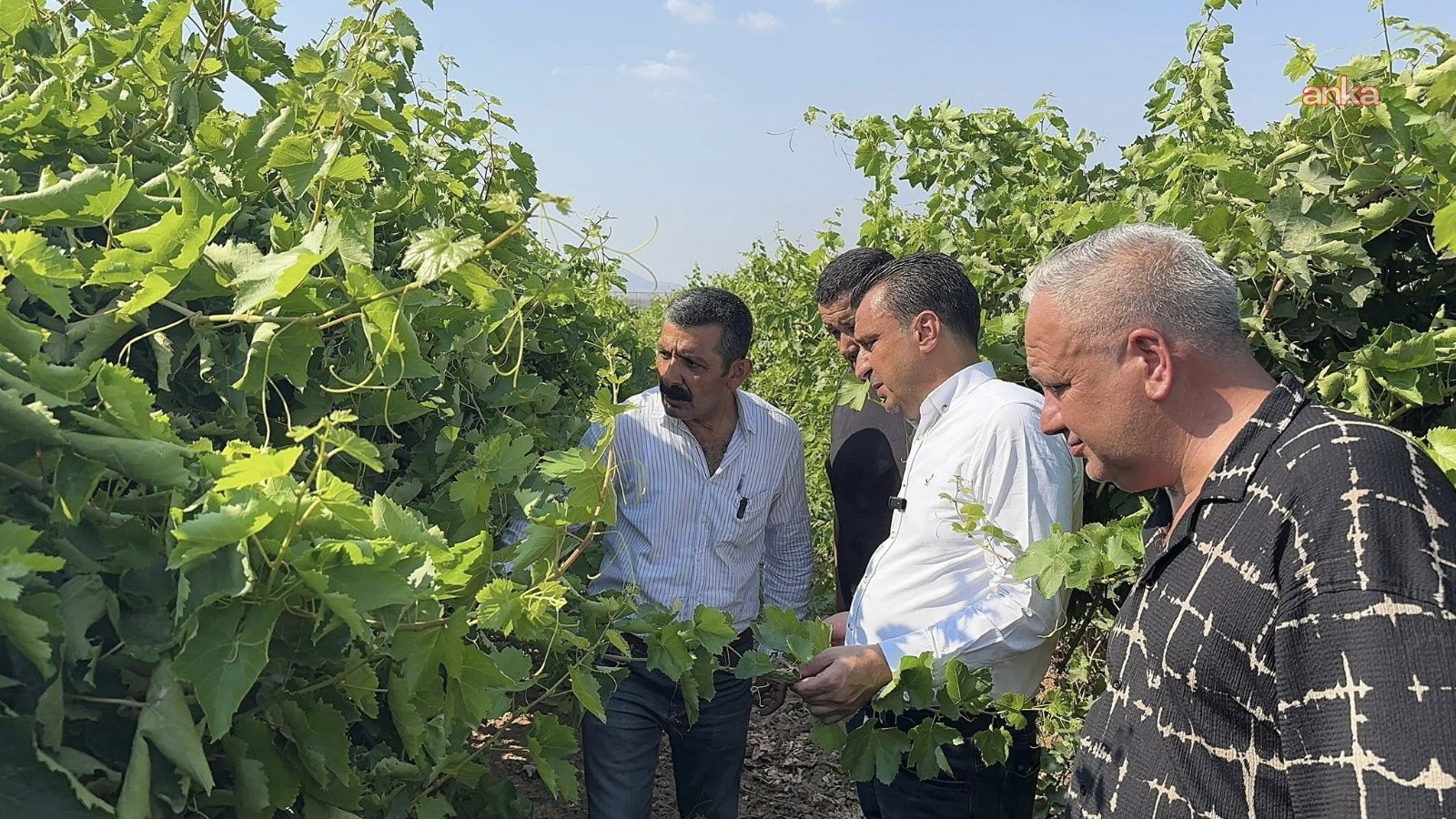 CHP'li Başevirgen: ''Üzüm üreticisi TMO’dan fiyat bekliyor tüccara mahkûm olmamalı"