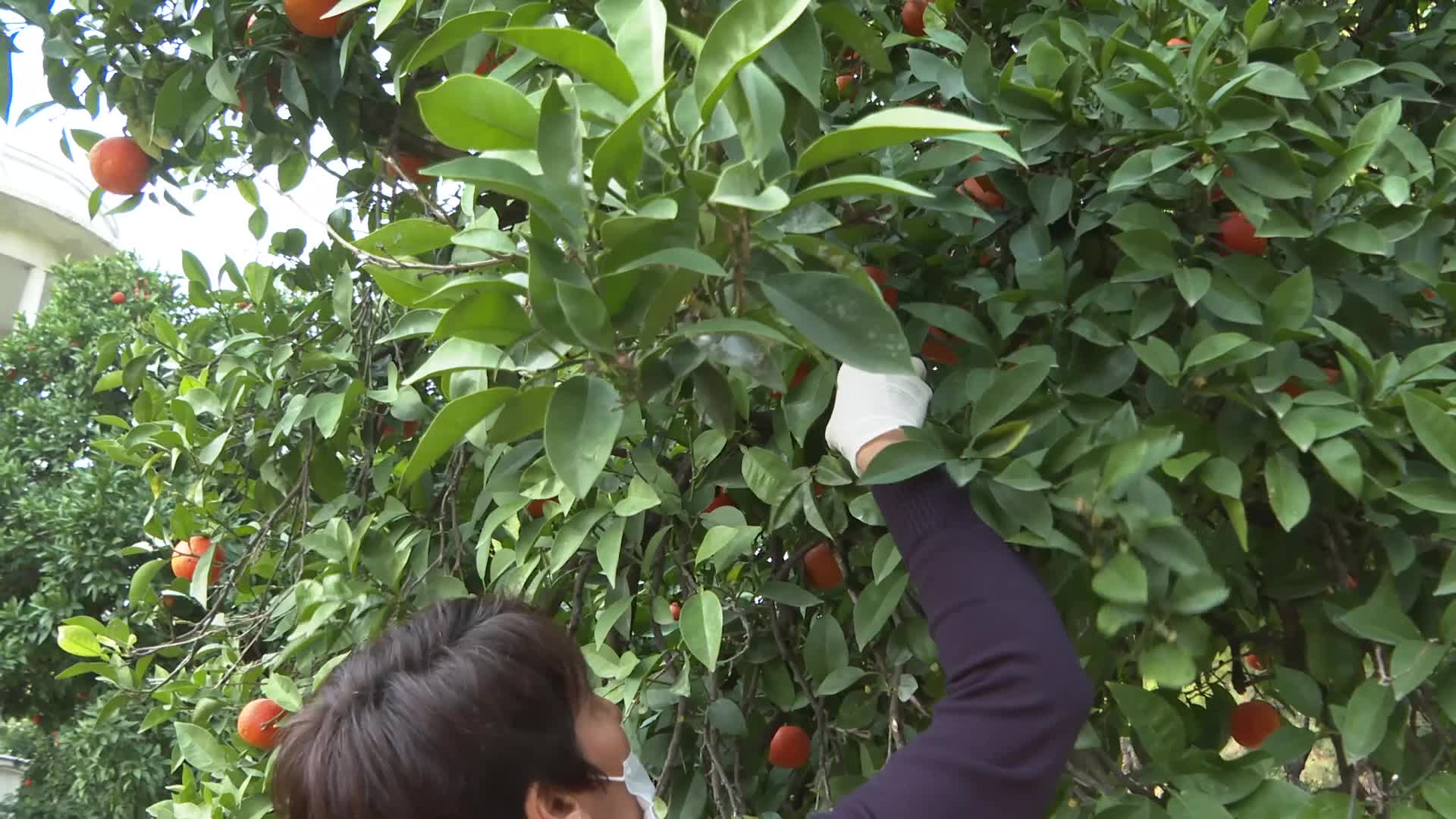 ANTALYA'NIN TURUNÇLARI KORKOOP KADINLARININ ELLERİNDE