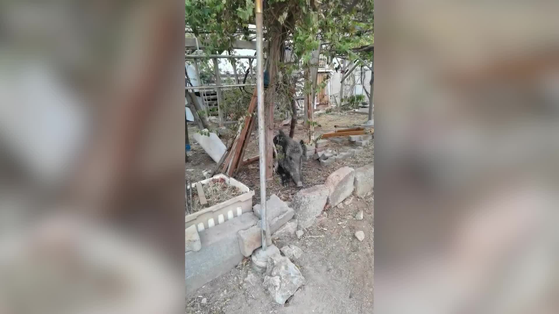 İzmir'de ateşli silahla yaralanan domuz Doğal Yaşam Parkı’nda sağlığına kavuştu