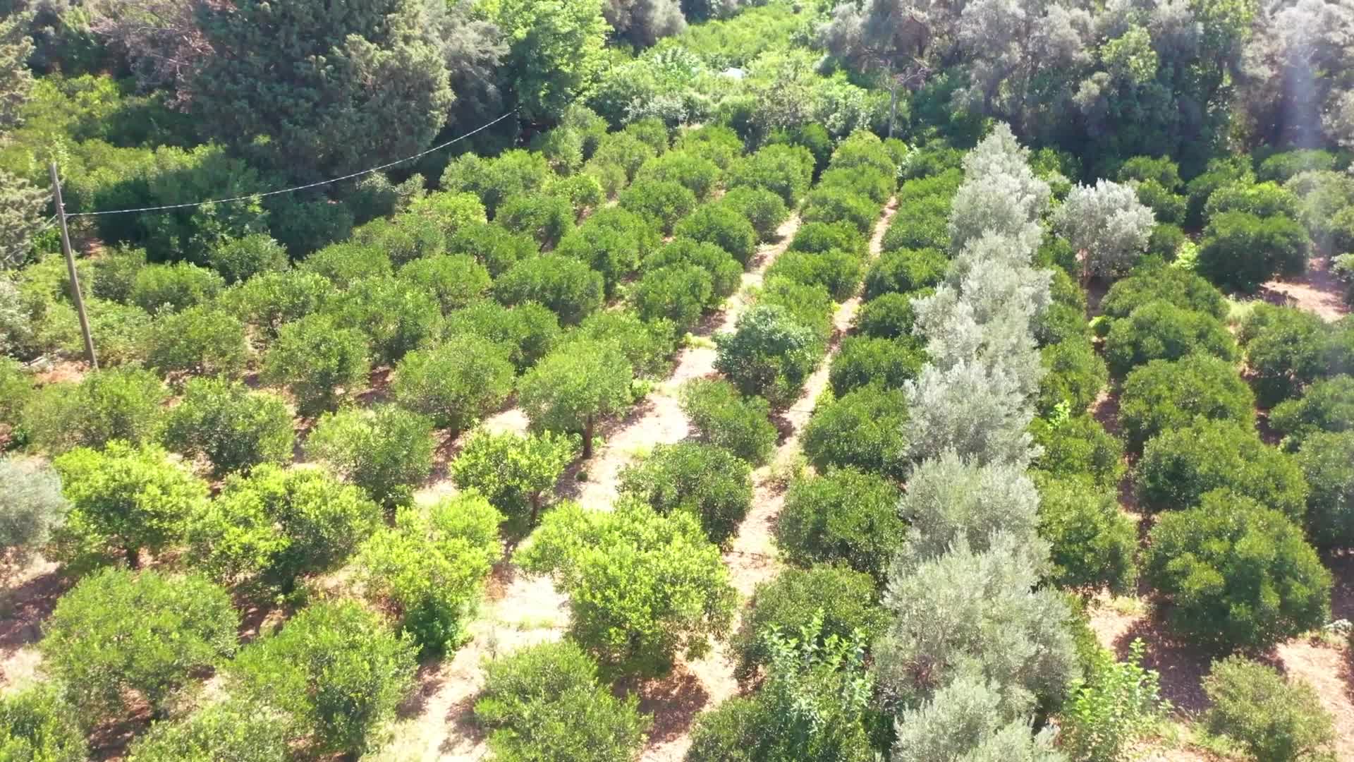 Bodrum’da yeşil mandalin hasadı başladı
