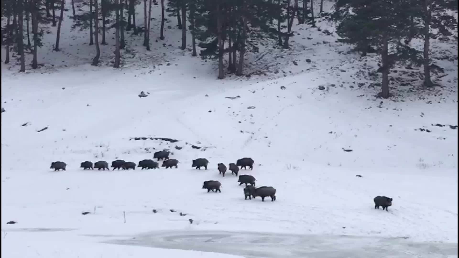 ARDAHAN’DA KIŞ MANZARASI... ACIKAN YABAN HAYVALARI KARAYOLUNA İNDİ