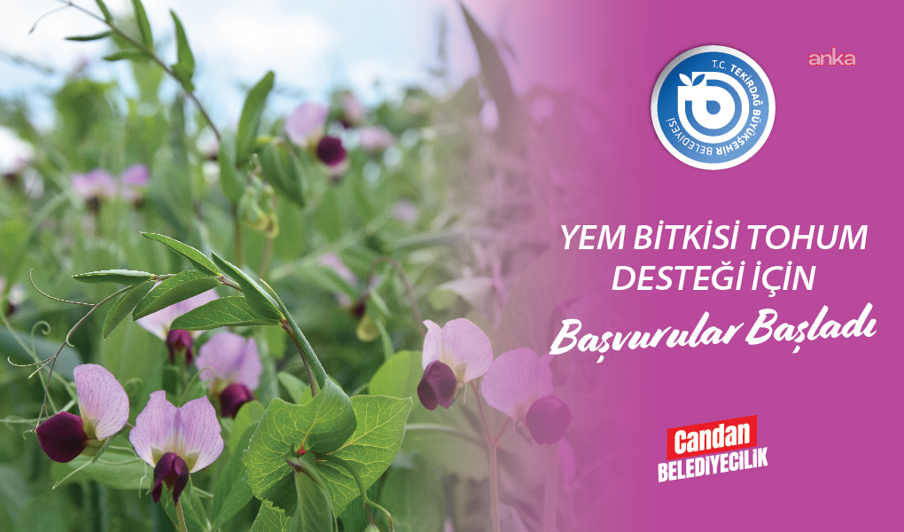 Tekirdağ Büyükşehir Belediyesi’nin yem bitkisi tohum desteği için başvurular başladı