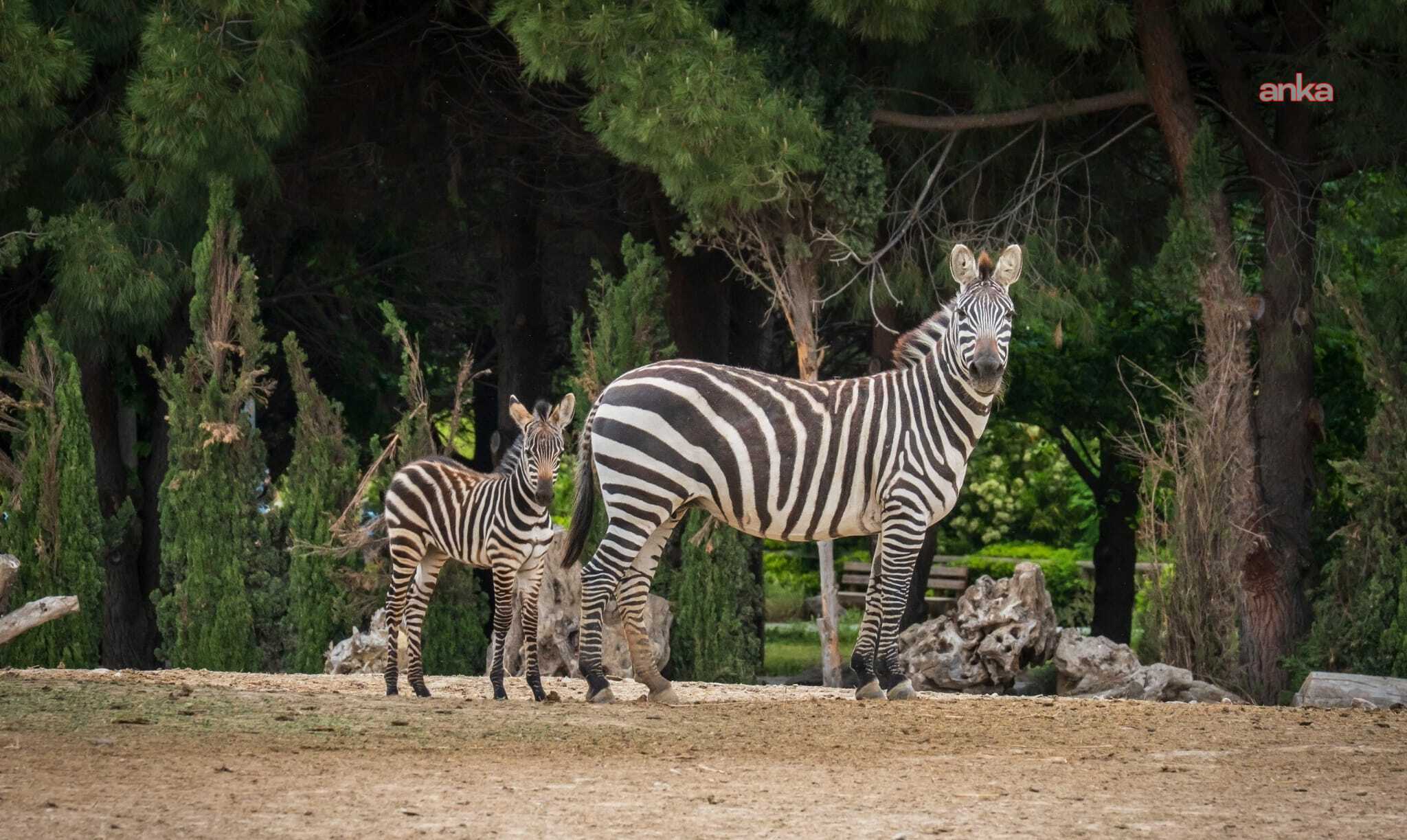 İzmir Doğal Yaşam Parkı’nda kış saati uygulaması başlıyor