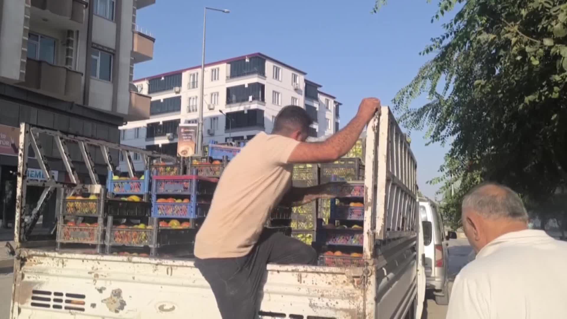 Iğdır'da ikinci "süper domates" hasadı başladı