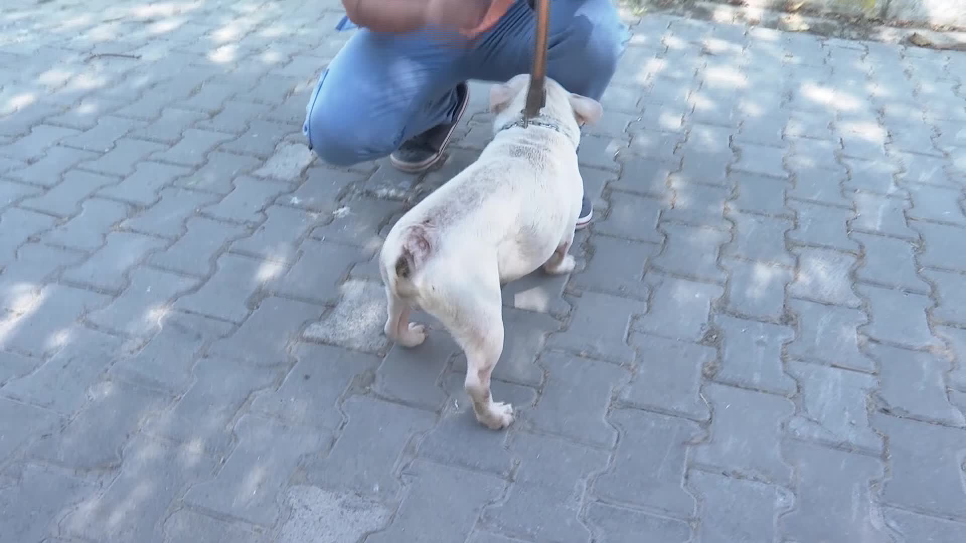 İzmir’de el konulan 20 cins köpek Işıkkent Köpek Bakımevi’nde