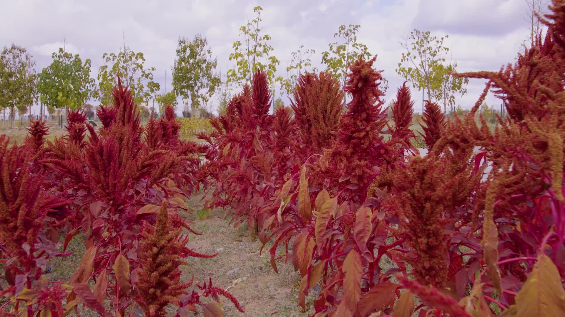 Ankara Büyükşehir Belediyesi'nden "Tıbbi Aromatik Bitki Yetiştiriciliği Kursu”