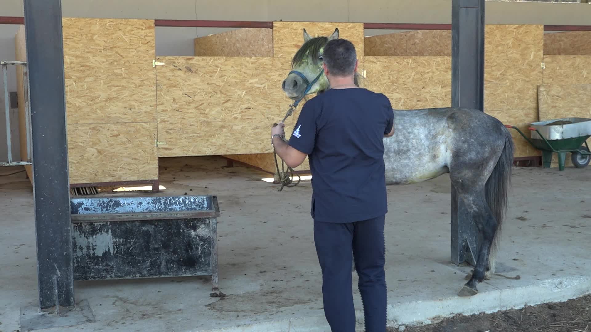 Pako’da bakılan binek hayvanlar sahiplendiriliyor