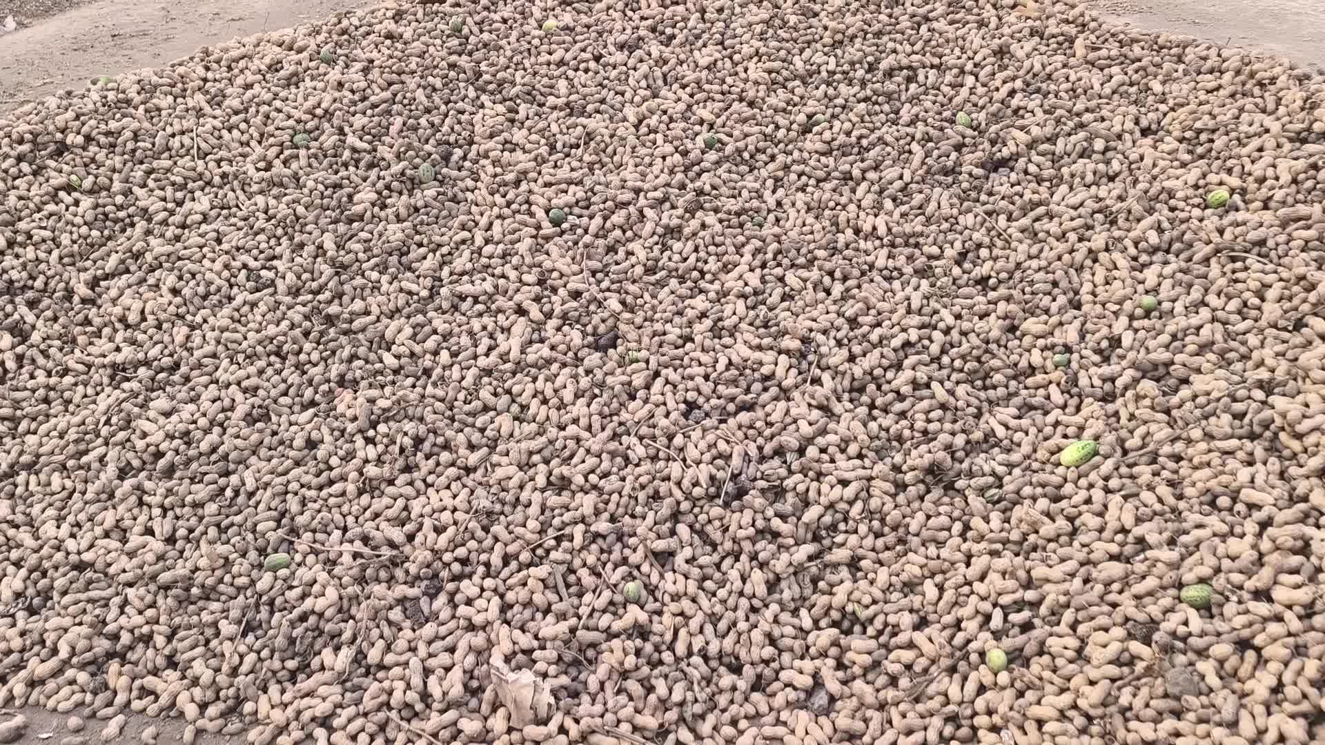 CHP'li Asu Kaya:  Çiftçi sahipsiz ve ortada