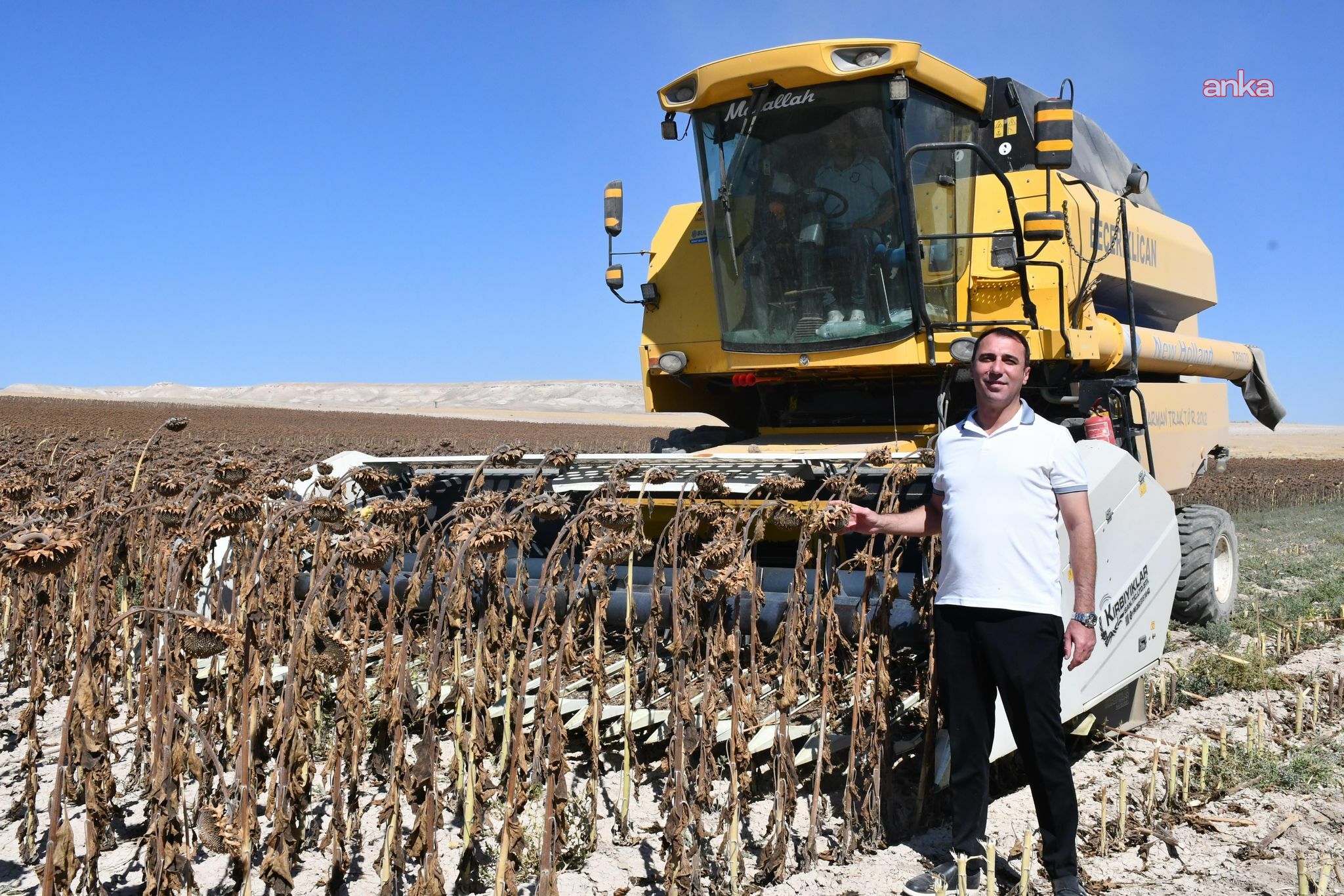 Beylikova Belediyesi, ayçiçeği hasadına başladı