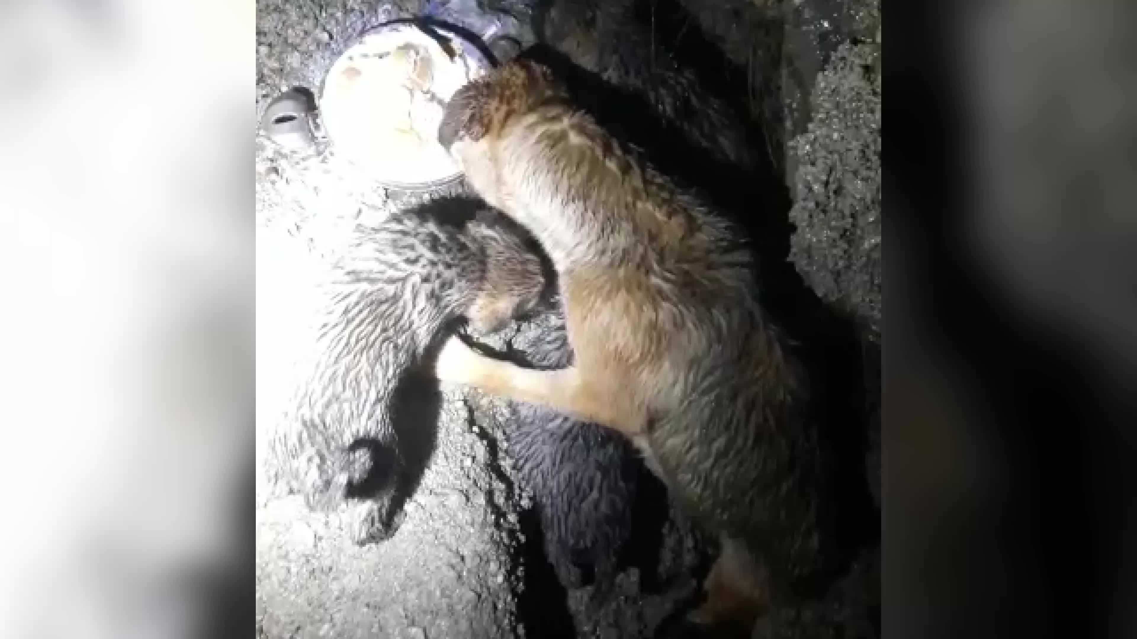 DEREDE MAHSUR KALAN SEVİMLİ KÖPEKLERİN İMDADINA HATAY BÜYÜKŞEHİR BELEDİYESİ YETİŞTİ
