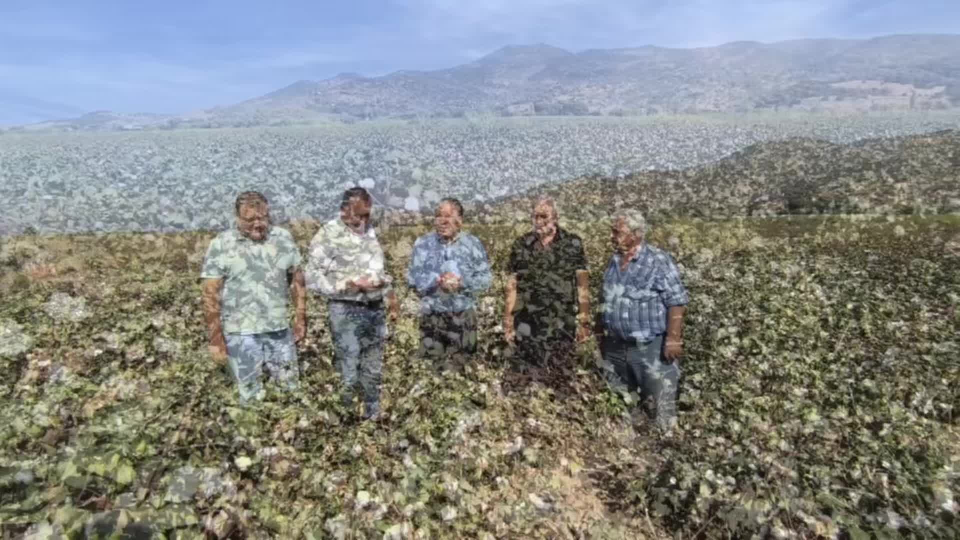 CHP’li Karakoz: “Dünyanın en kaliteli pamuğunu üreten çiftçimiz  hak ettiği destekleri alamıyor"