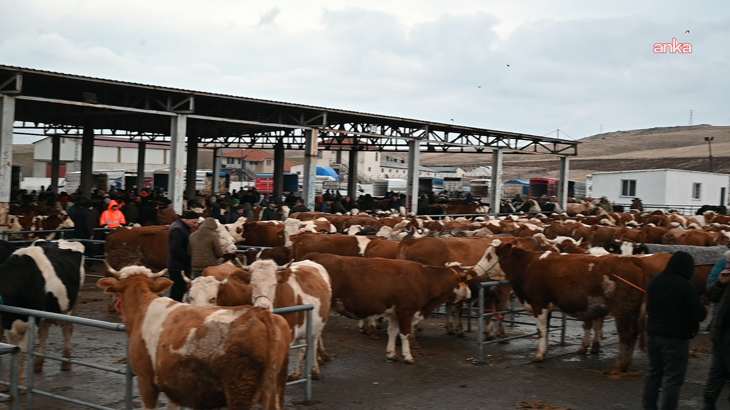 Iğdır’da şap alarmı: Hayvan pazarı 1 ay süreyle kapatıldı