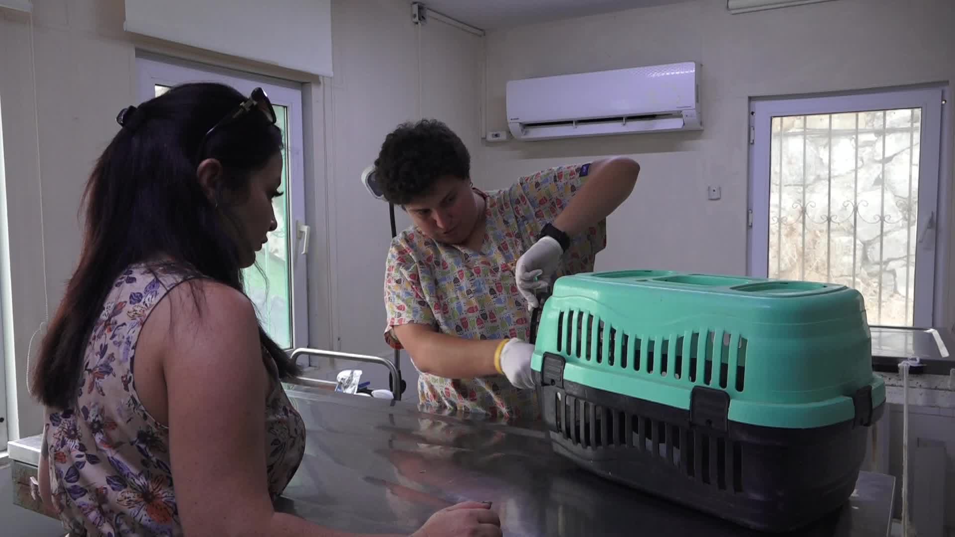 Kuşadası Belediyesi'ne bağlı veterinerler, yaralı bulunan gelinciğe ilk müdahaleyi yaptı