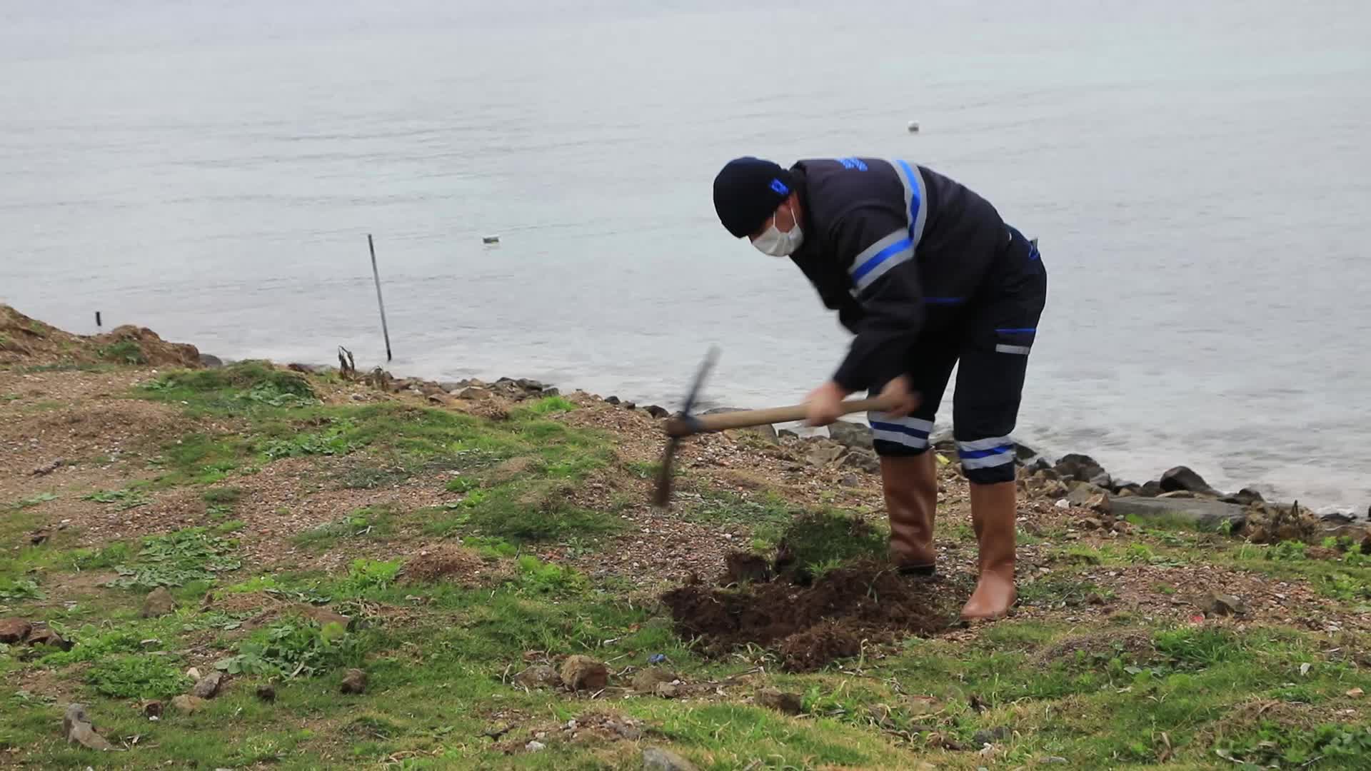 BODRUM BELEDİYESİ'NDEN SAHİLLERDE AĞAÇLANDIRMA ÇALIŞMASI