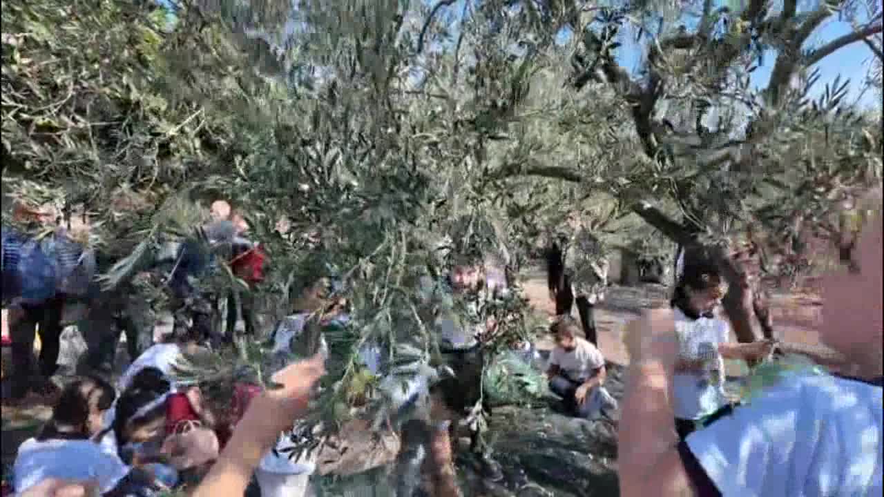 Soma’da Geleneksel Hasat Şenliği: “Kömür kadar zeytin de değerimiz”