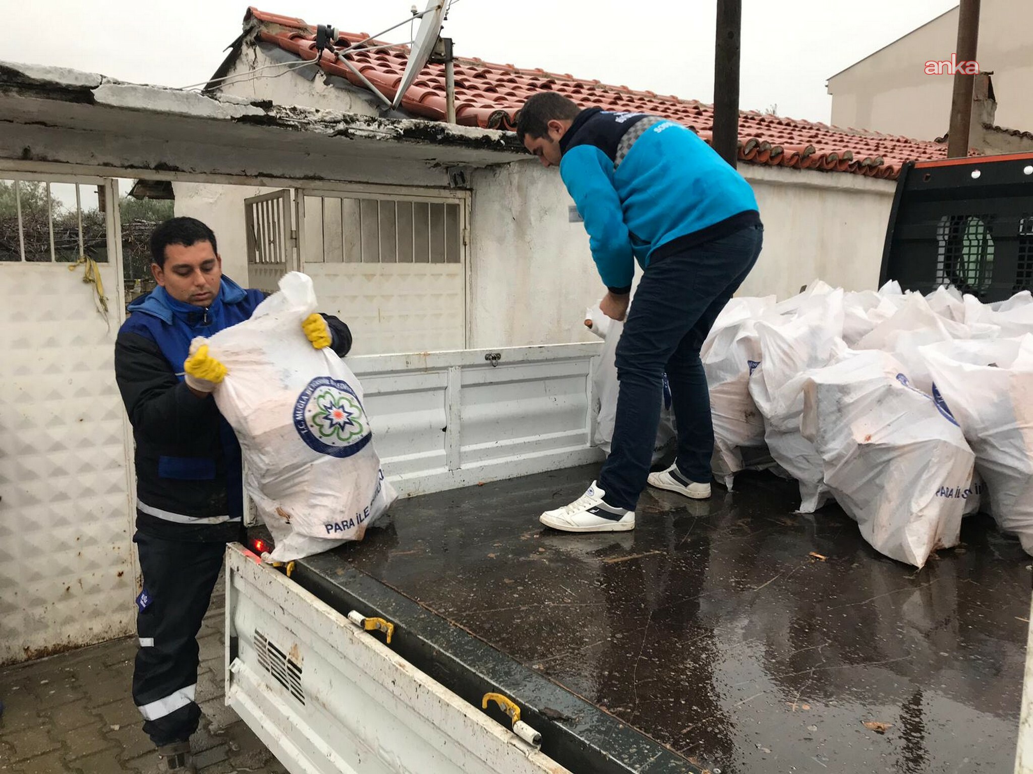 Muğla Büyükşehir Belediyesi, mezarlıklardan çıkan odunları ihtiyaç sahiplerine dağıtıyor