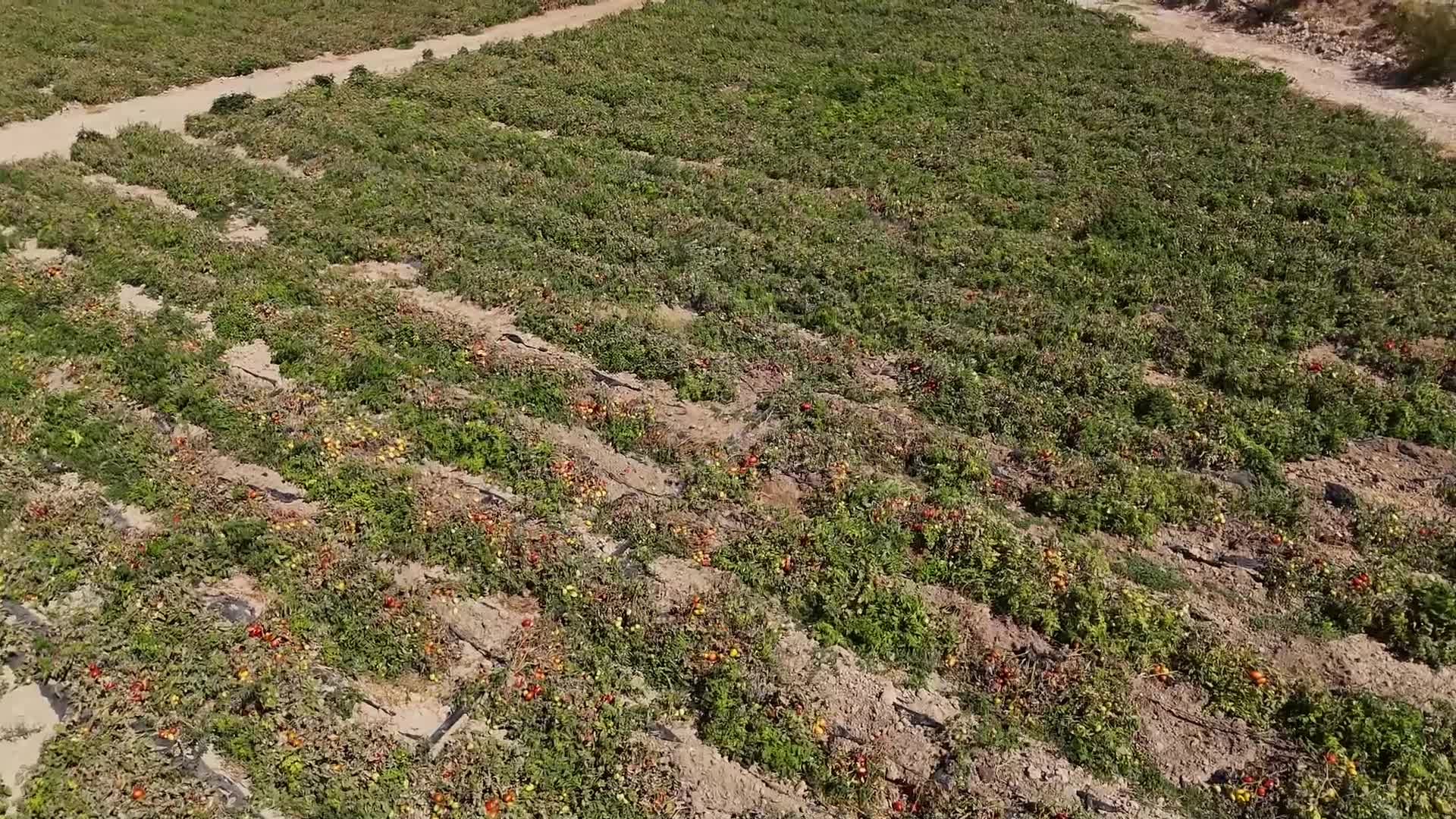 Mersin Büyükşehir Belediyesi'nden üreticilere yüzde 70'i hibeli domates fidesi desteği