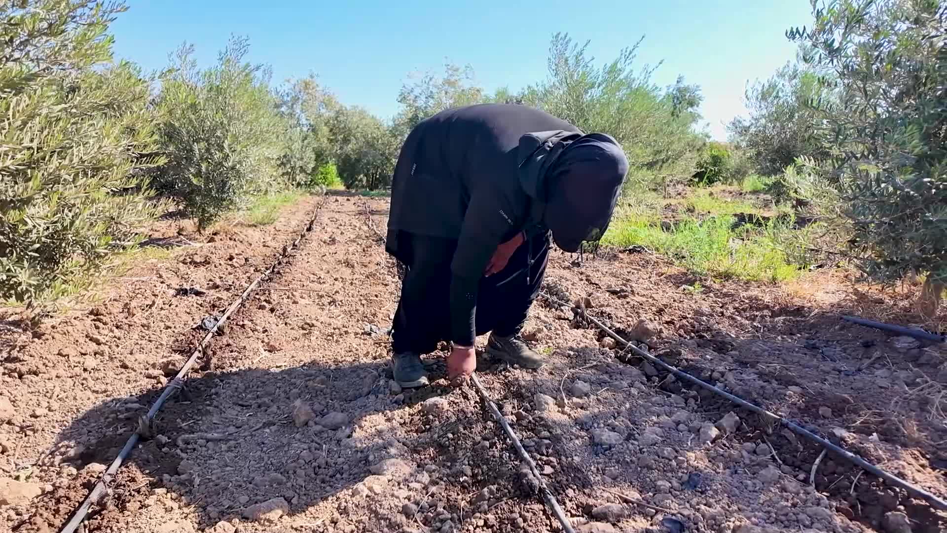 Mersin Büyükşehir Belediyesi'nden üreticiye 10 bin enginar yumrusu desteği