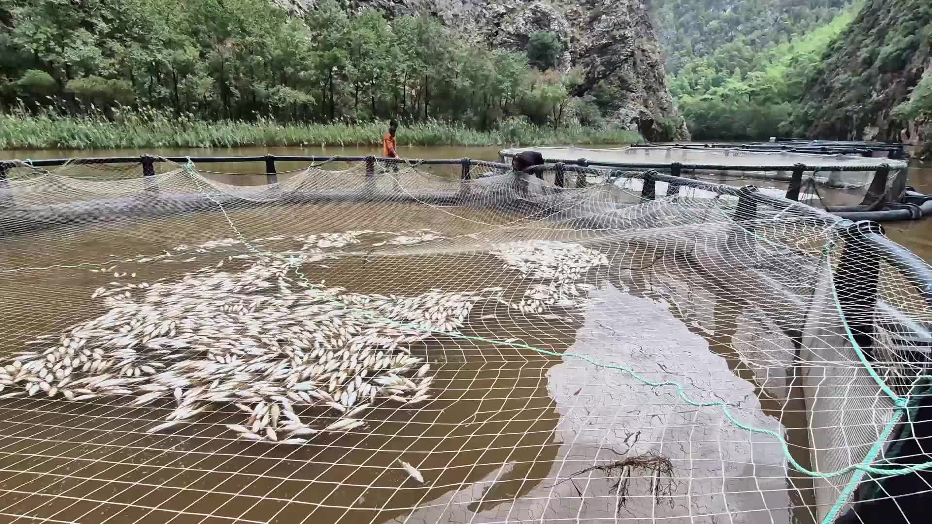 Muğla’da binlerce balık oksijensizlikten öldü