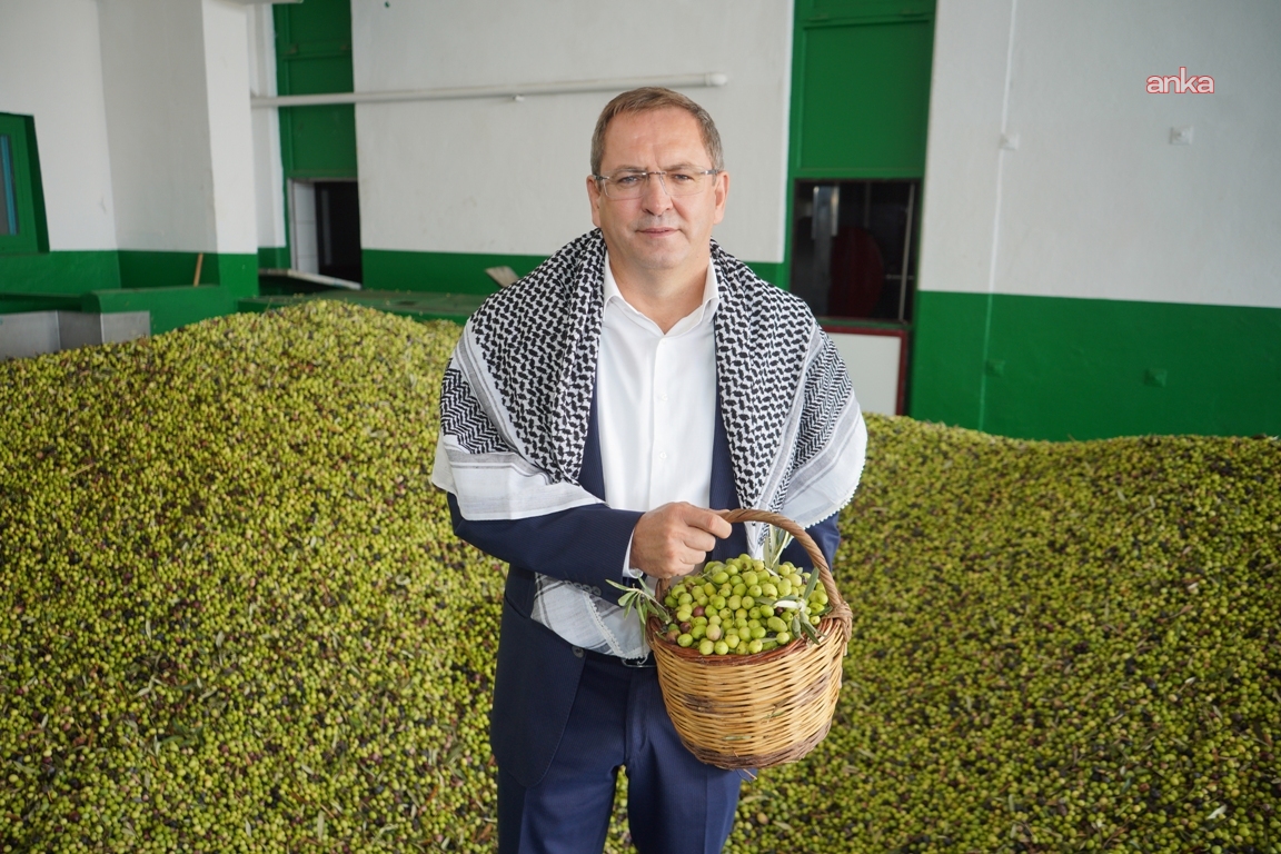 Ayvalık Uluslararası Zeytin Hasat ve Turizm Festivali için geri sayım başladı
