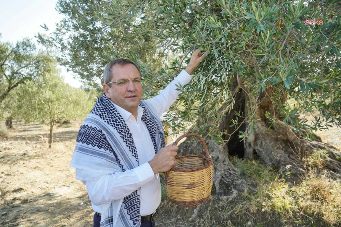 "Ayvalık Zeytin Hasat ve Turizm Festivali" için geri sayım başladı
