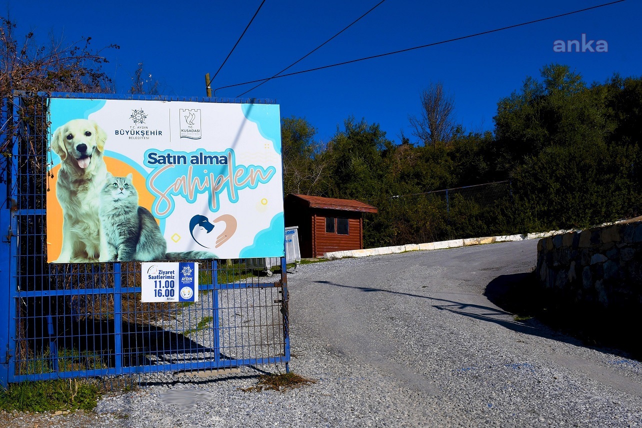 KUŞADASI'NDA SOKAK HAYVANLARI YALNIZ DEĞİL
