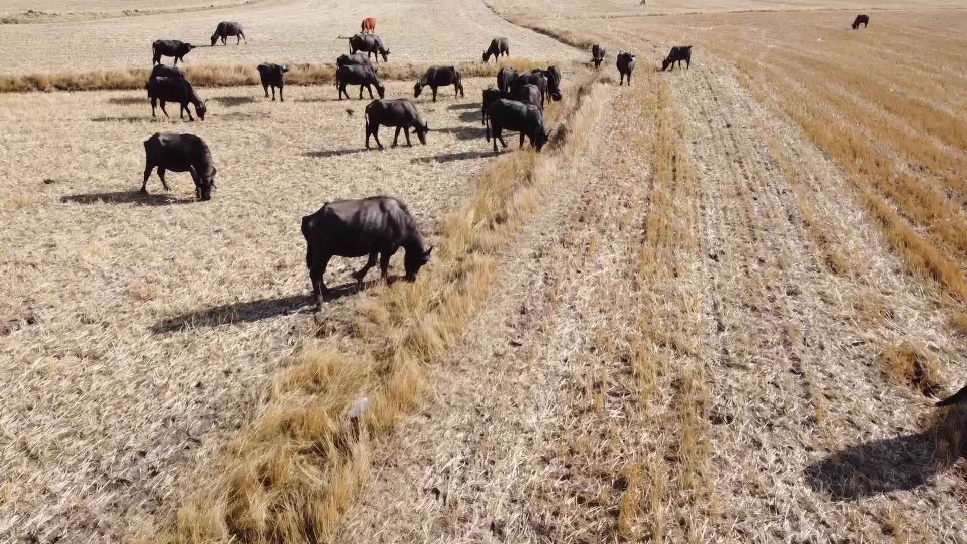 Yozgat’ta manda varlığını artırma çalışmaları sürüyor