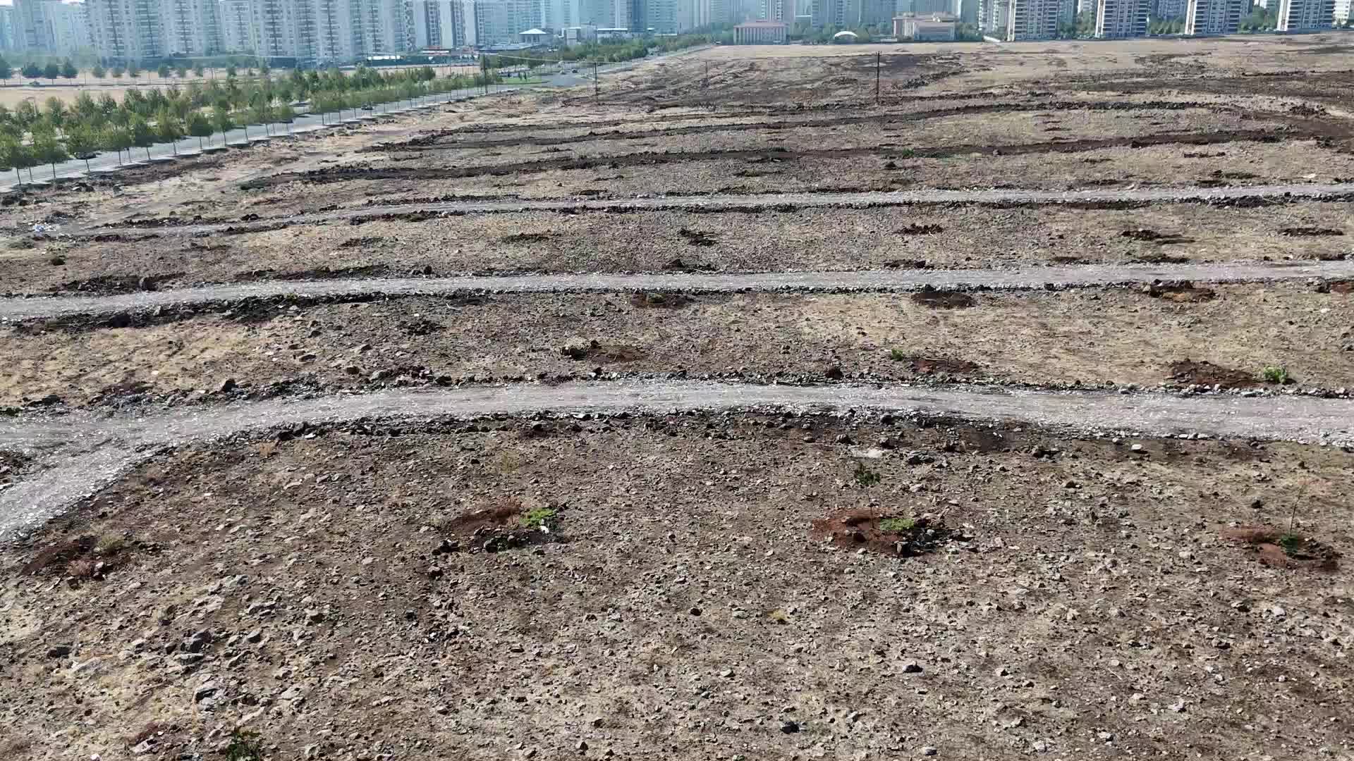 Diyarbakır’da ağaç katliamı: Kayapınar'da 120 ağaç kimliği belirlenemeyen kişilerce kesildi