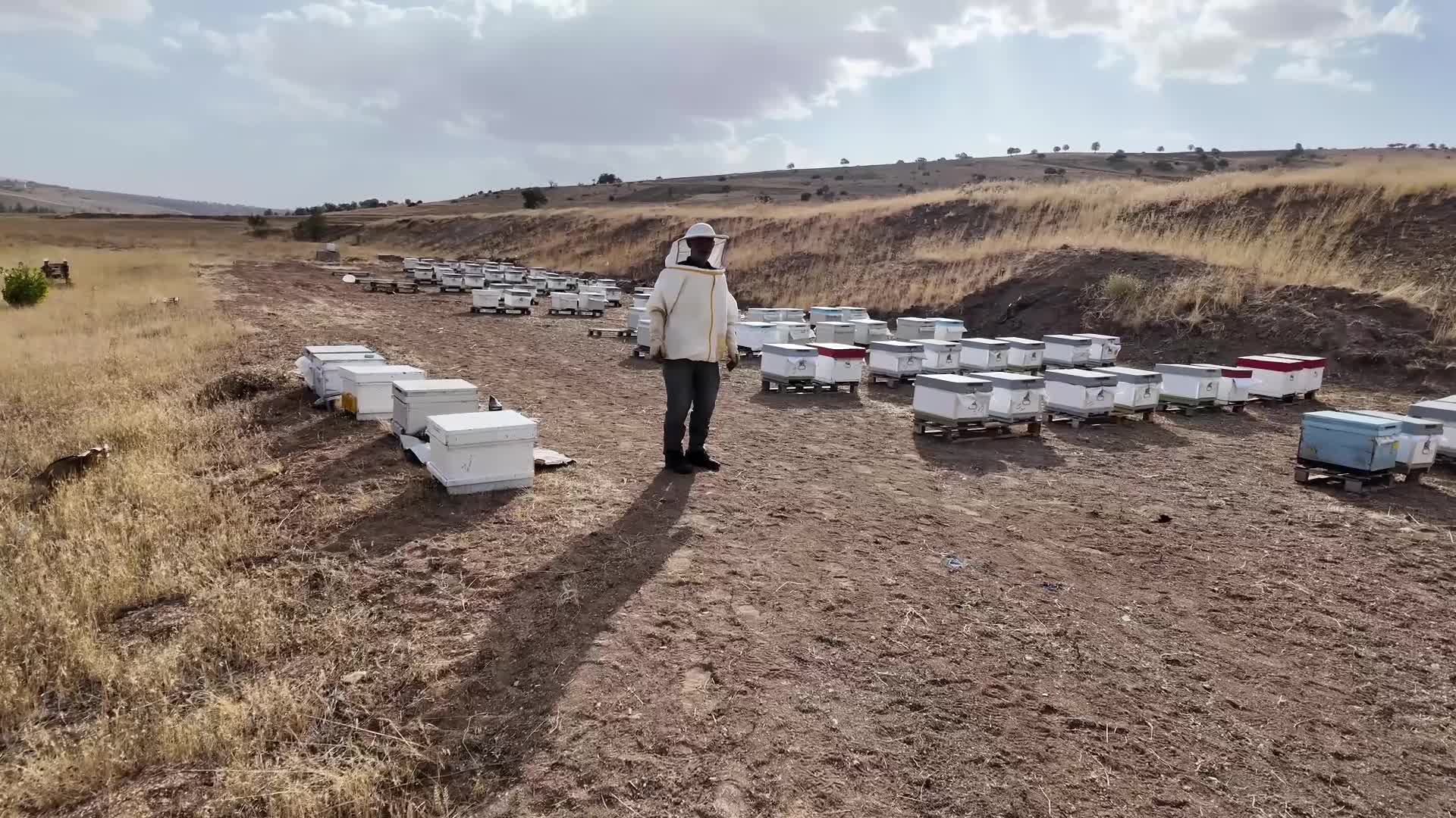 Yozgat’ta arıcılık mevsimi başladı: Çayıralan üreticiyi mutlu etti, diğer bölgelerde bal verimi düştü