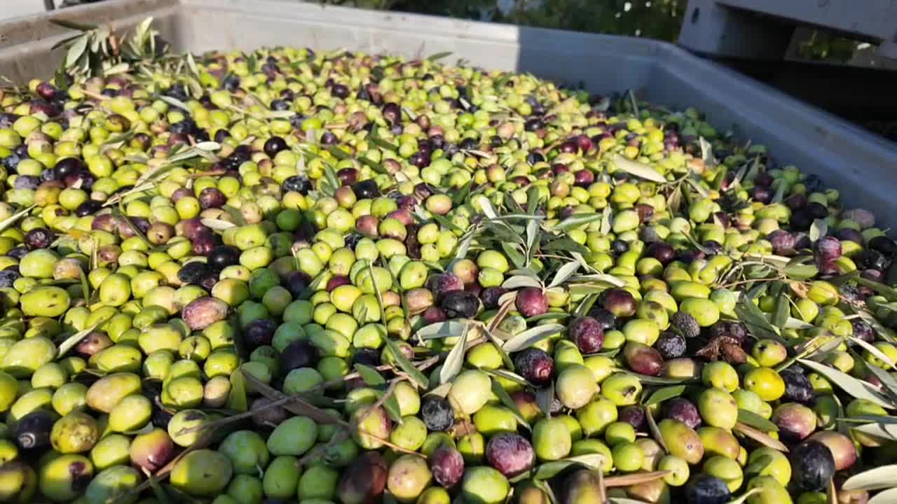 Manisa'da zeytin hasadı başladı... Üretici Uysal: "Kuraklık nedeniyle rekolte yüzde 30'lara kadar düştü"