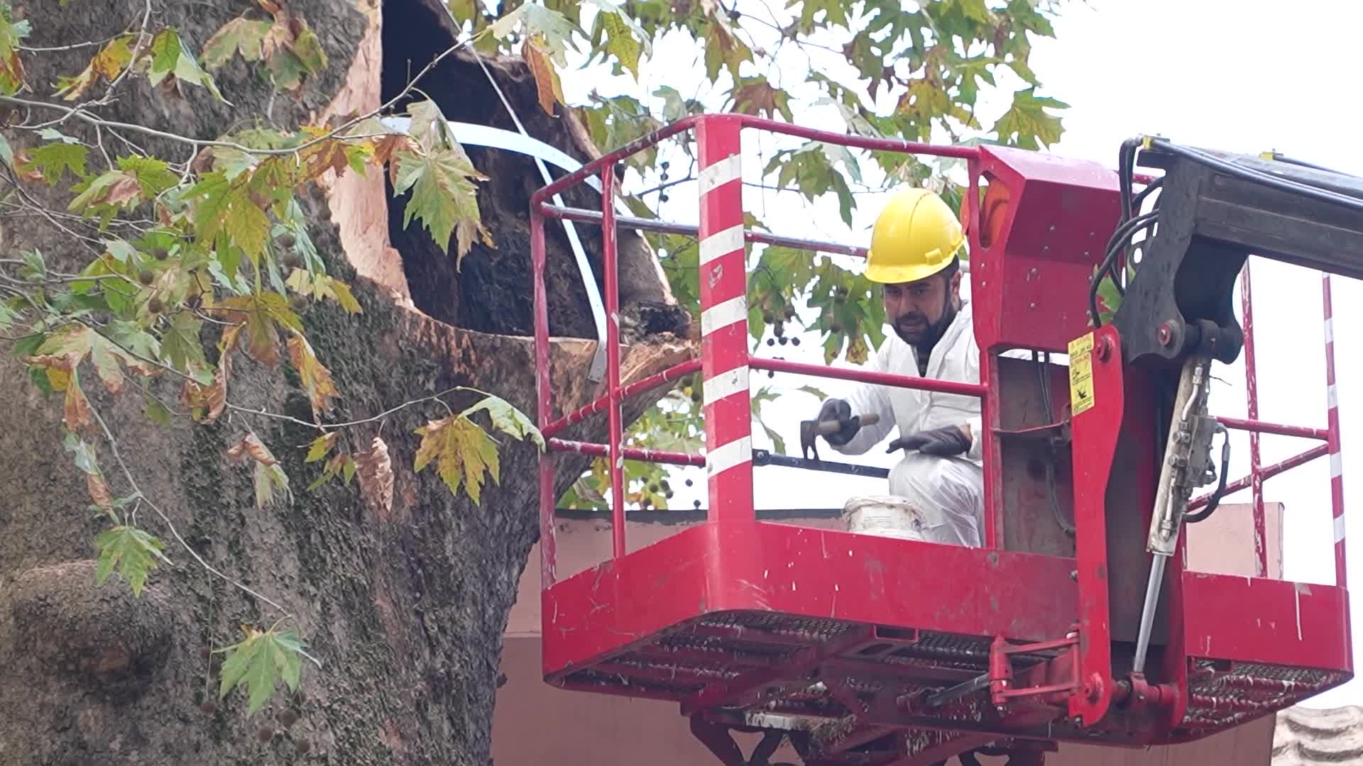 Bursa Büyükşehir Belediyesi'nden 346 yaşındaki çınar ağacının geleceğe taşınması için restorasyon çalışması