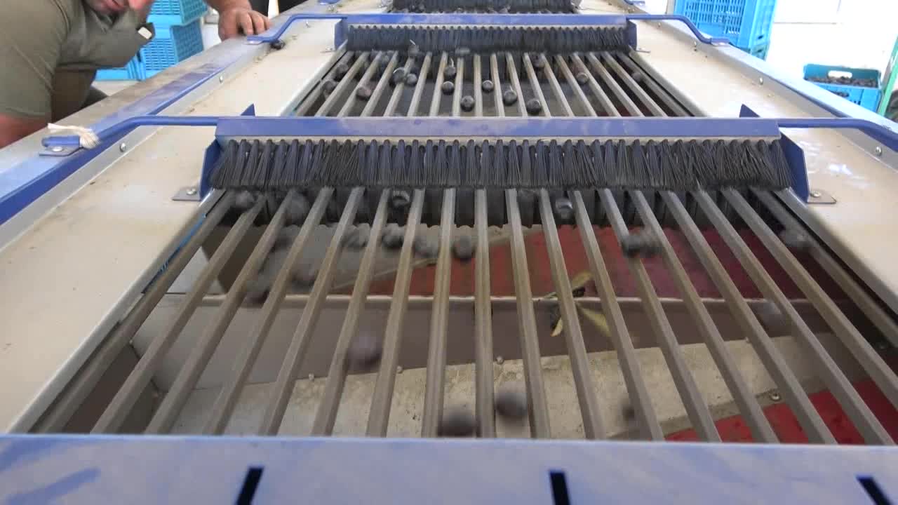 Manisa'da zeytinde rekolte dörtte bire düştü, üretici zor durumda