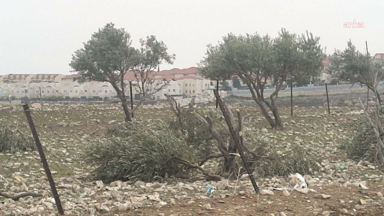İsrail, Batı Şeria'da binlerce zeytin ağacının sökülmesine karar verdi