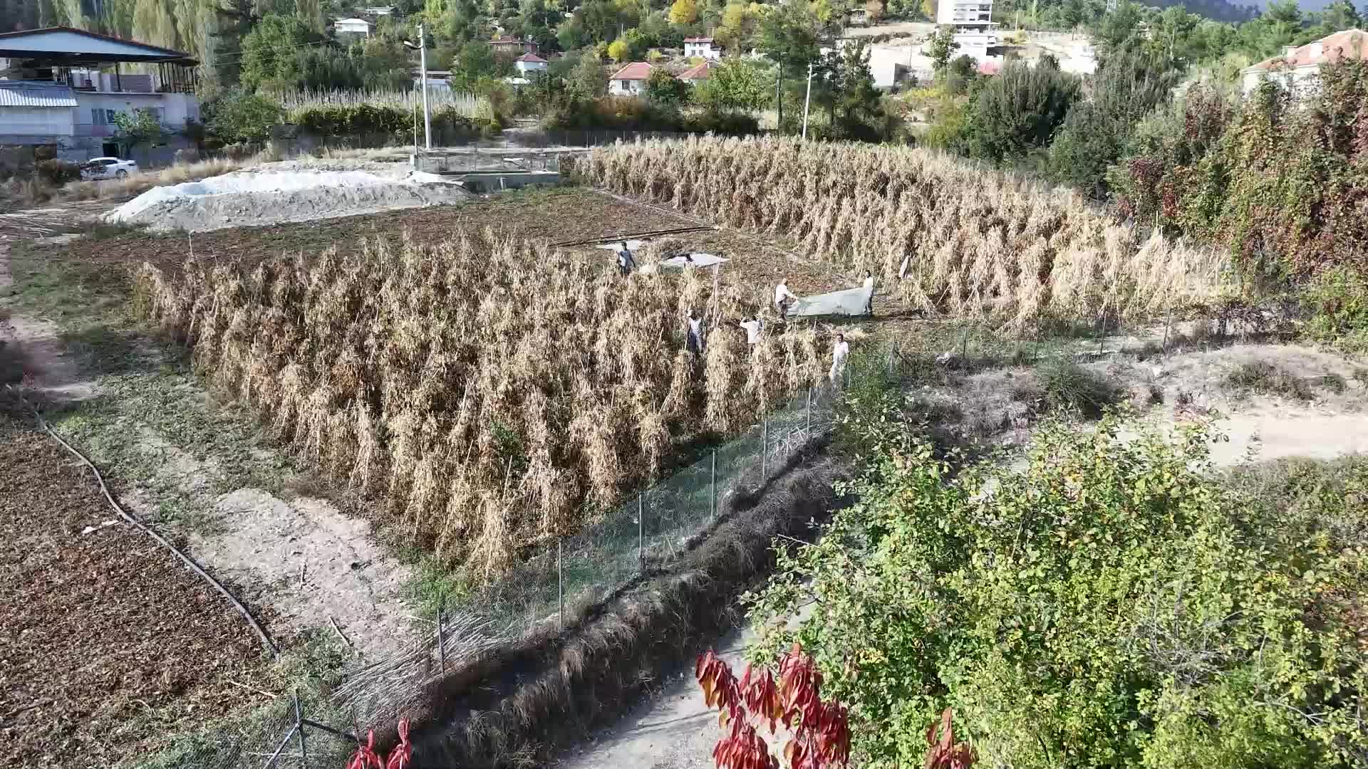 Konyaaltı Belediye Başkanı Kotan, işçilerle fasulye hasadı yaptı