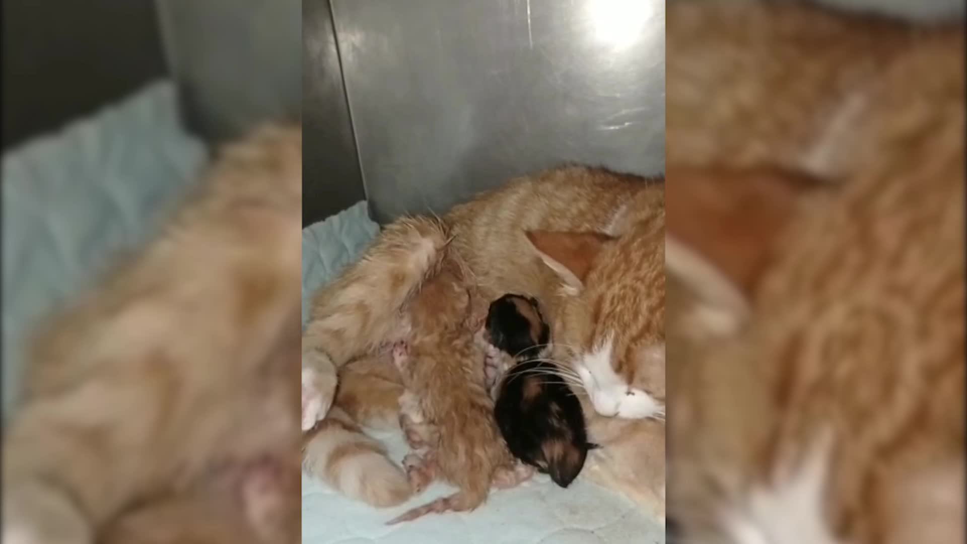 SOKAKTA DOĞUMDA ZORLANAN KEDİNİN YARDIMINA, ESENYURT BELEDİYESİ VETERİNERİ KOŞTU