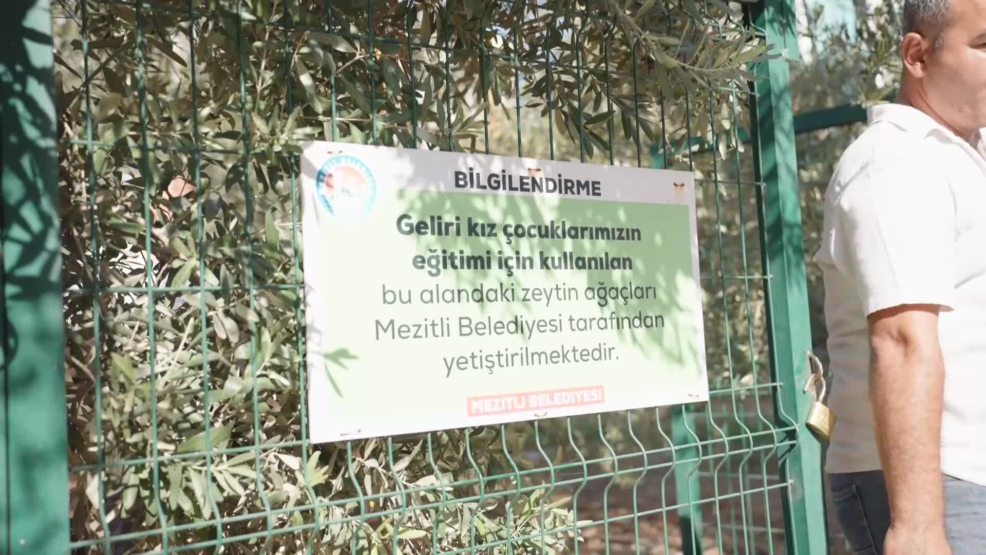 Mezitli’de zeytin ağaçları, eğitime can veriyor