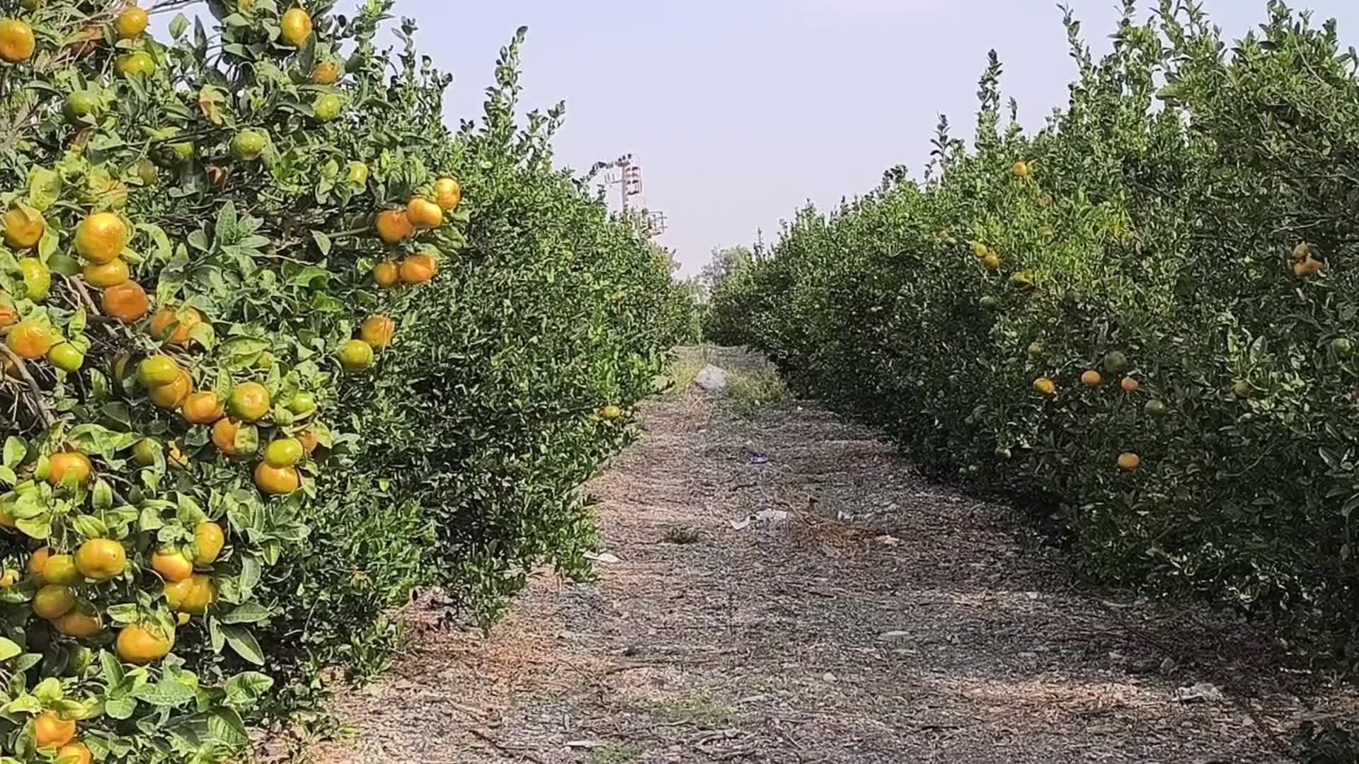 Hataylı narenciye üreticisi: "Ortalama bir kilo mandalinayı beş liraya mal ediyoruz. Ancak dalında üç liraya  satmak zorundayız"