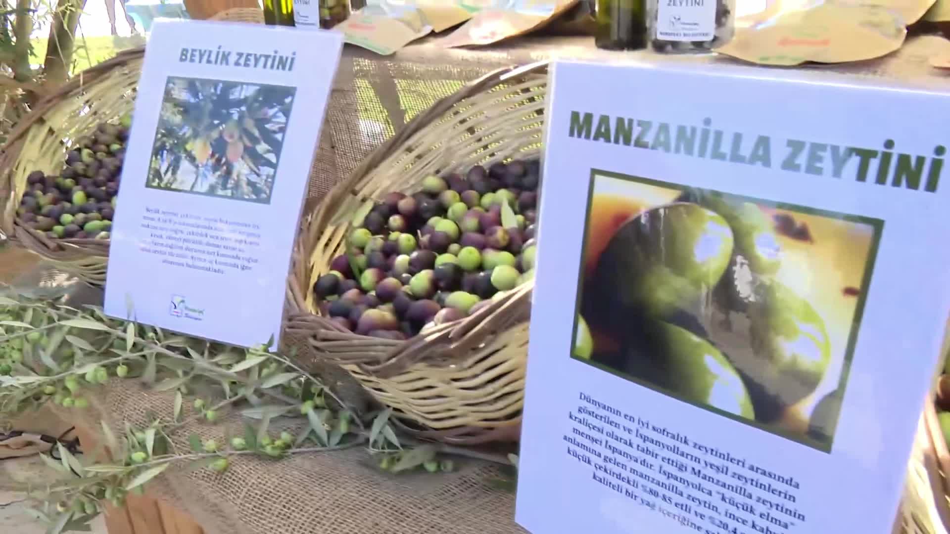 Manavgat'ta "2. Zeytin ve Zeytinyağı Festivali"... Antalya Büyükşehir Belediye Başkan Vekili Özdemir: “Madencilik adı altında zeytinlerimize zarar veren her faaliyete karşıyız, karşı durmaya devam edeceğiz"