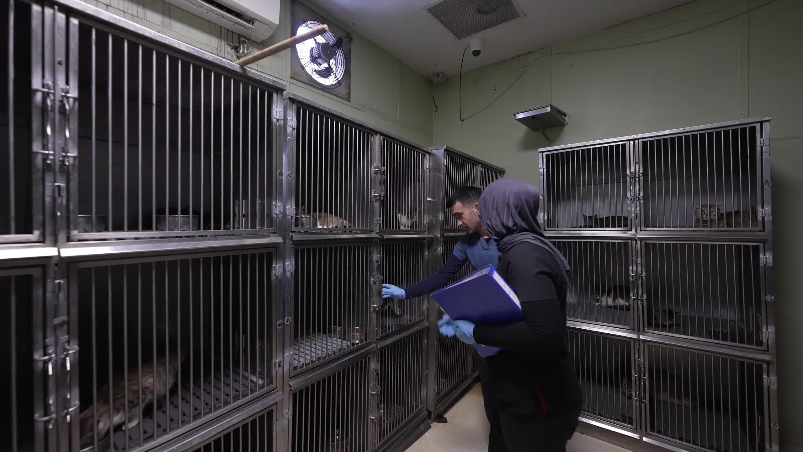 Buca’da 3 bin 54 sokak kedisi kısırlaştırıldı