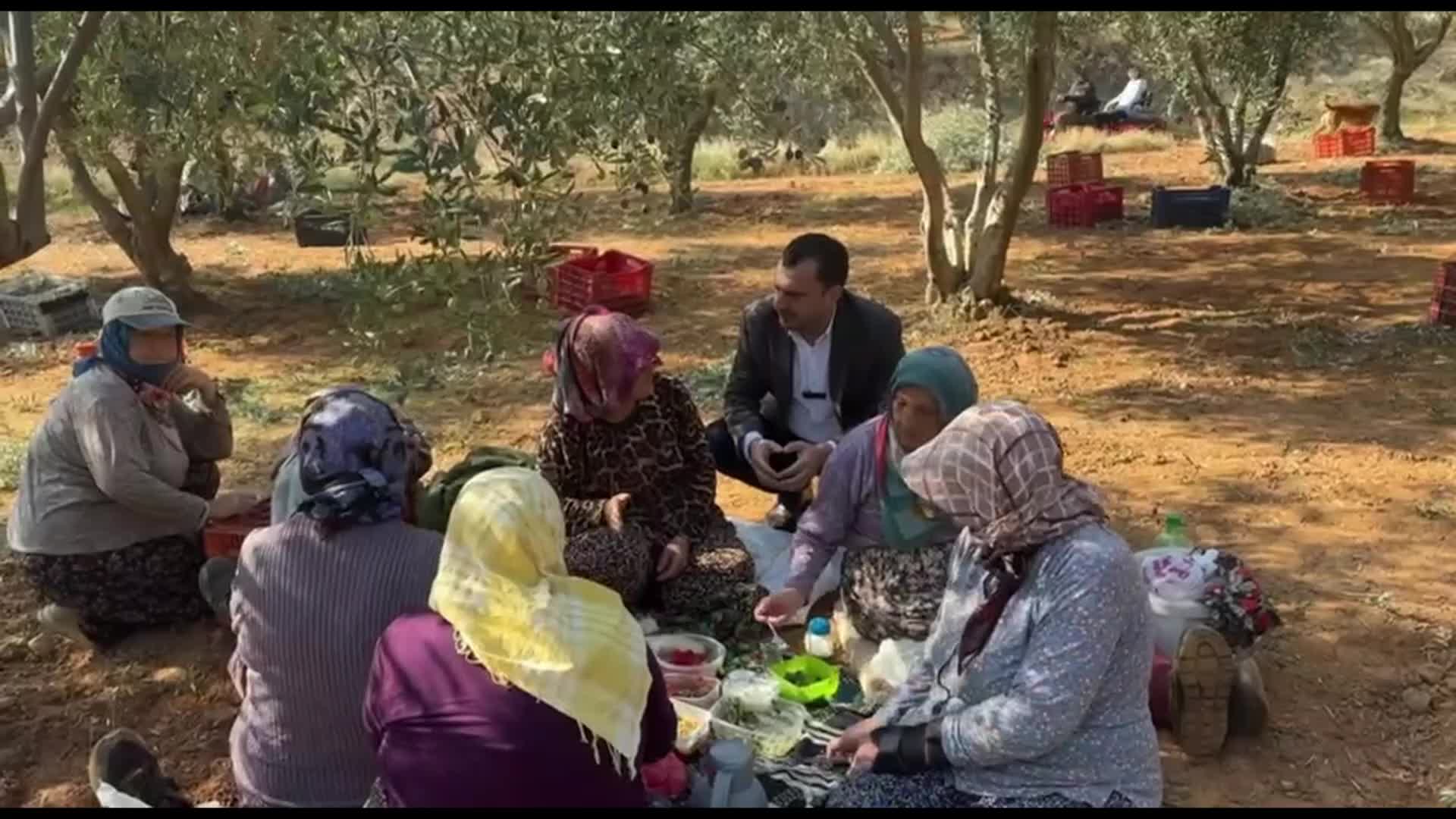 Zeytin üreticileri CHP'li Başevirgen'e dert yandı: "Bu koşullarda para kazanmamızın mümkünatı yok"