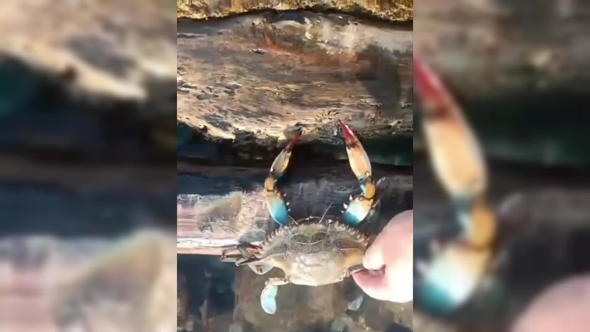 Sinop’ta amatör balıkçının ağına mavi yengeç takıldı