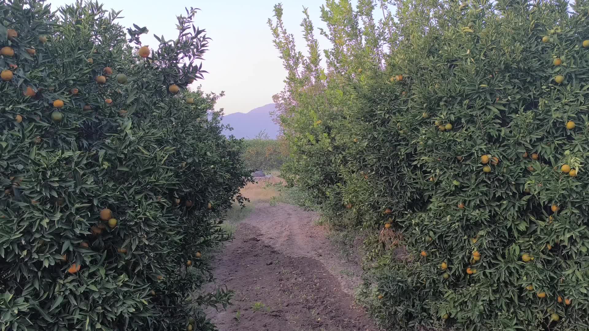 Adanalı narenciye üreticisi: "7 liraya mal olan narenciyemizi 3 liraya zor satıyoruz"