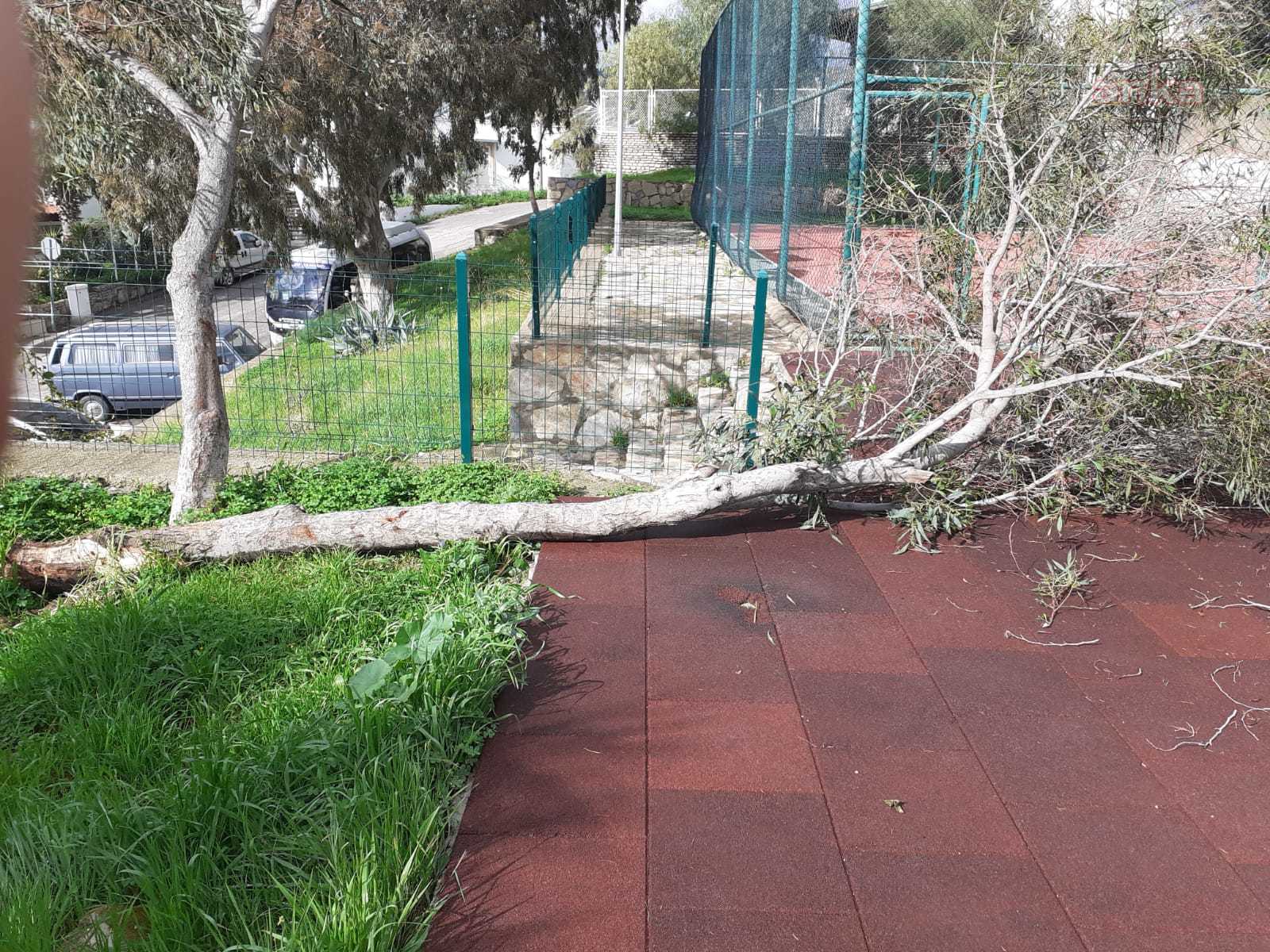 BODRUM'DA DEVRİLEN AĞAÇLARA BELEDİYE EKİPLERİNDEN MÜDAHALE
