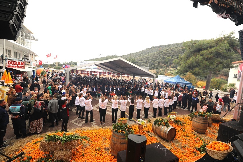 Menderes Mandalina Festivali başlıyor